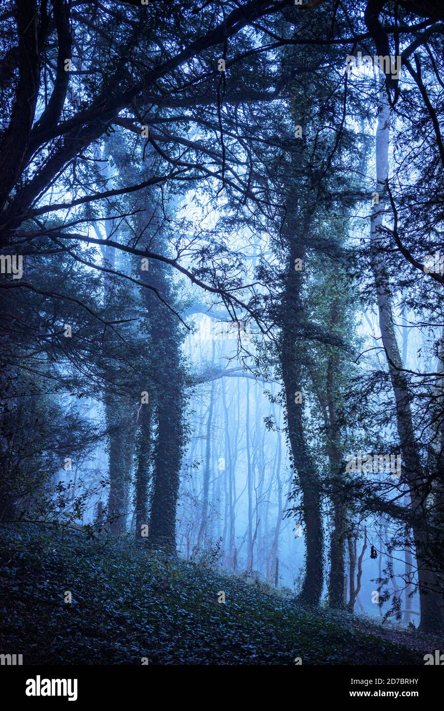 Alte Buchenwälder in Hampshire England, Großbritannien Stockfoto