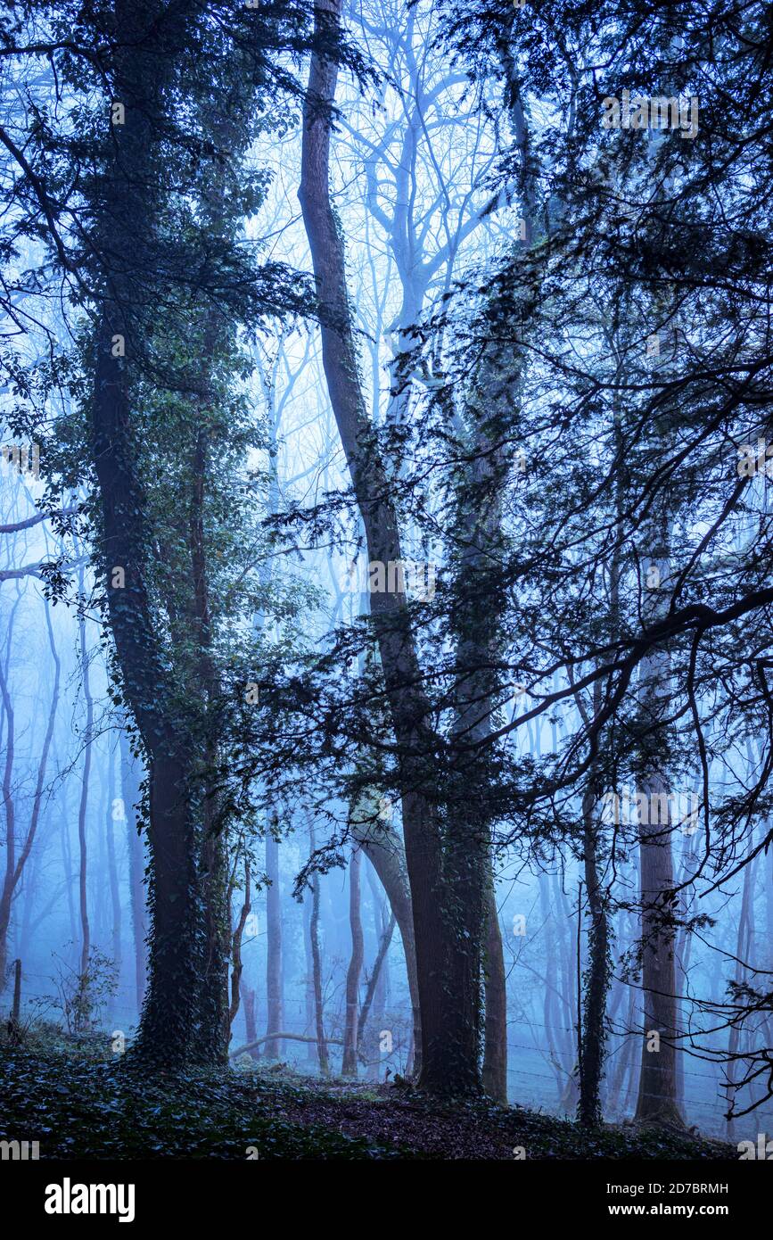 Alte Buchenwälder in Hampshire England, Großbritannien Stockfoto