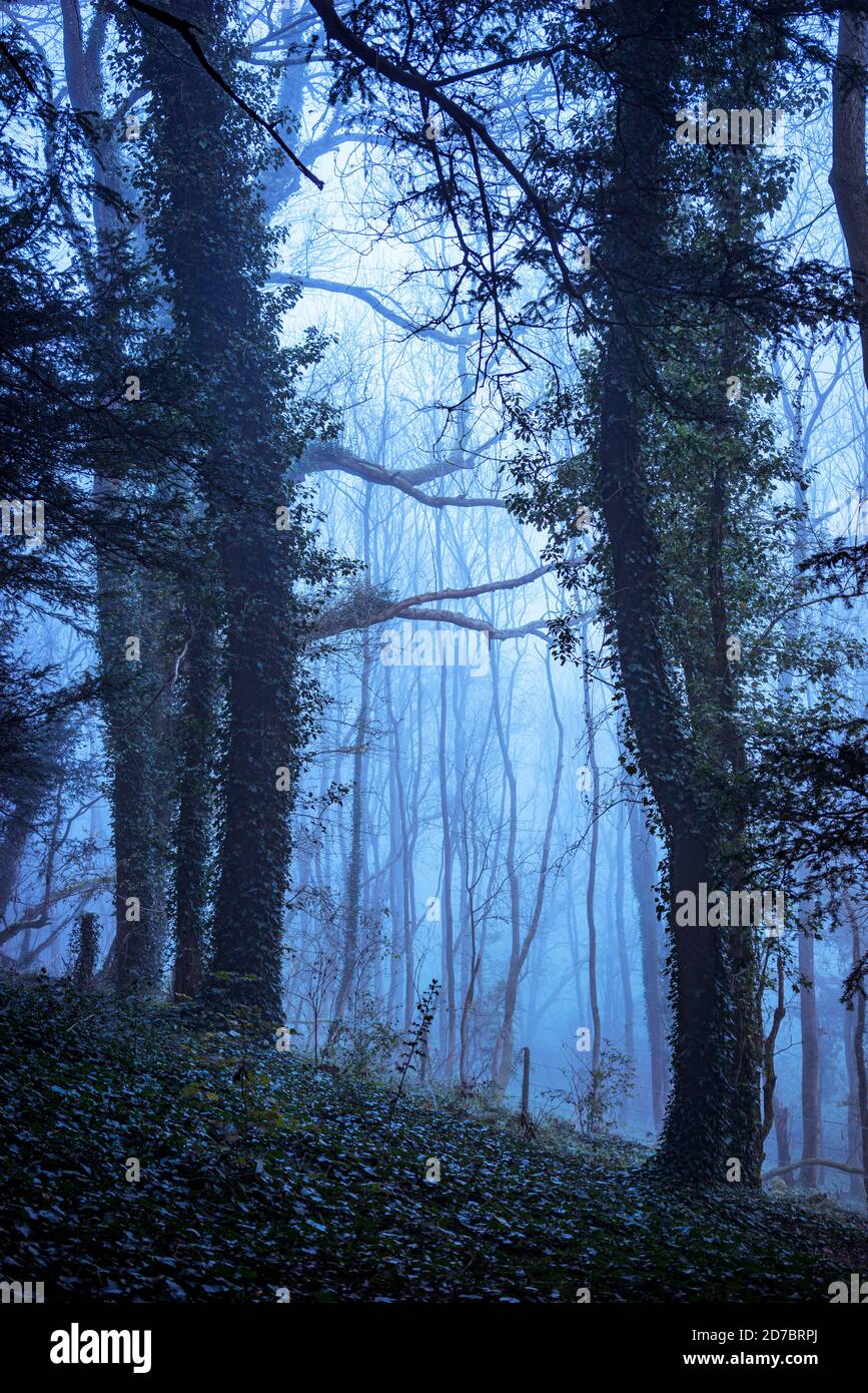 Alte Buchenwälder in Hampshire England, Großbritannien Stockfoto