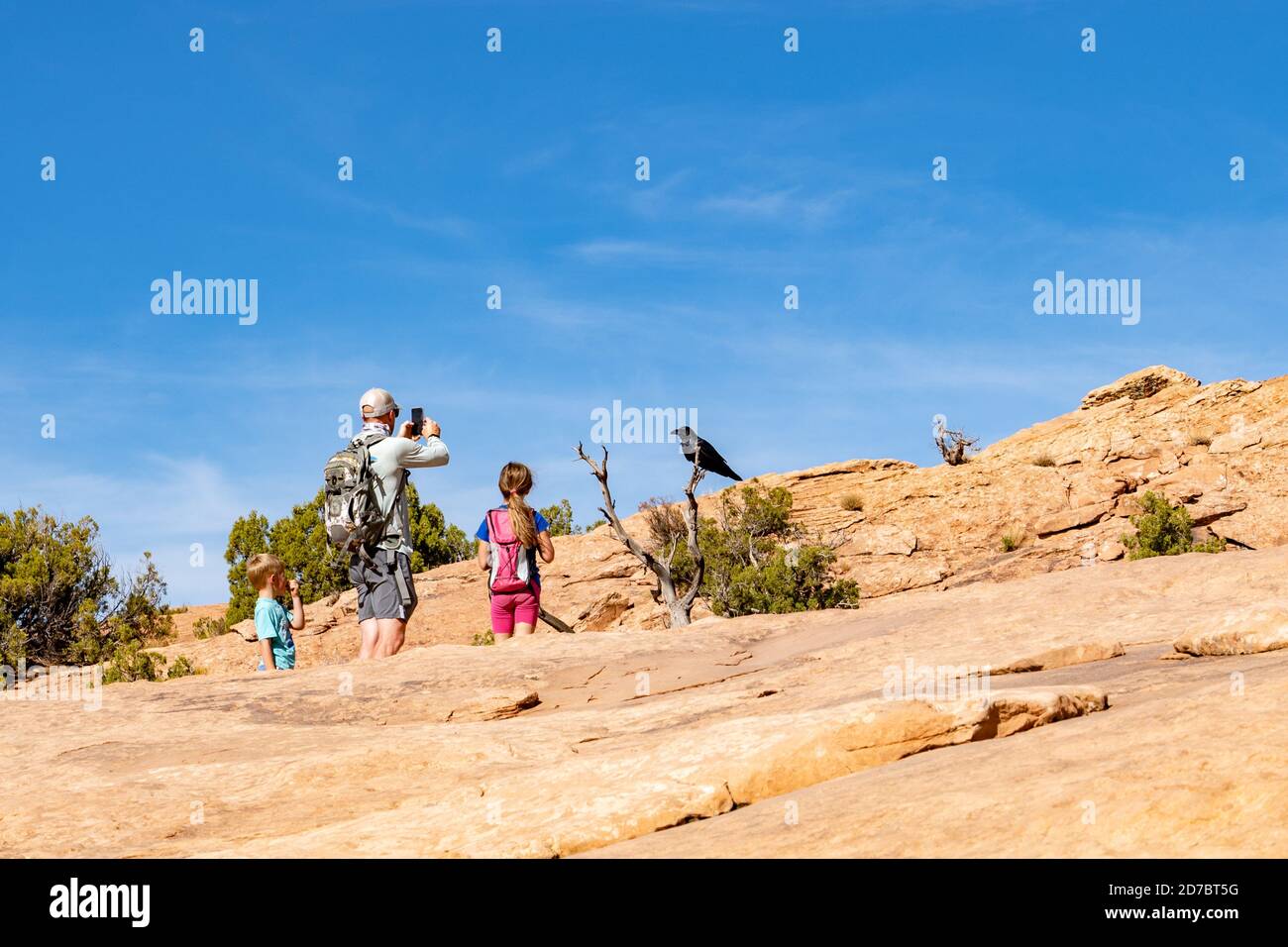 Mann und seine Kinder halten am Wanderweg, um ein Foto einer Krähe auf einer Zweigstelle im Arches National Park, Utah, zu machen Stockfoto