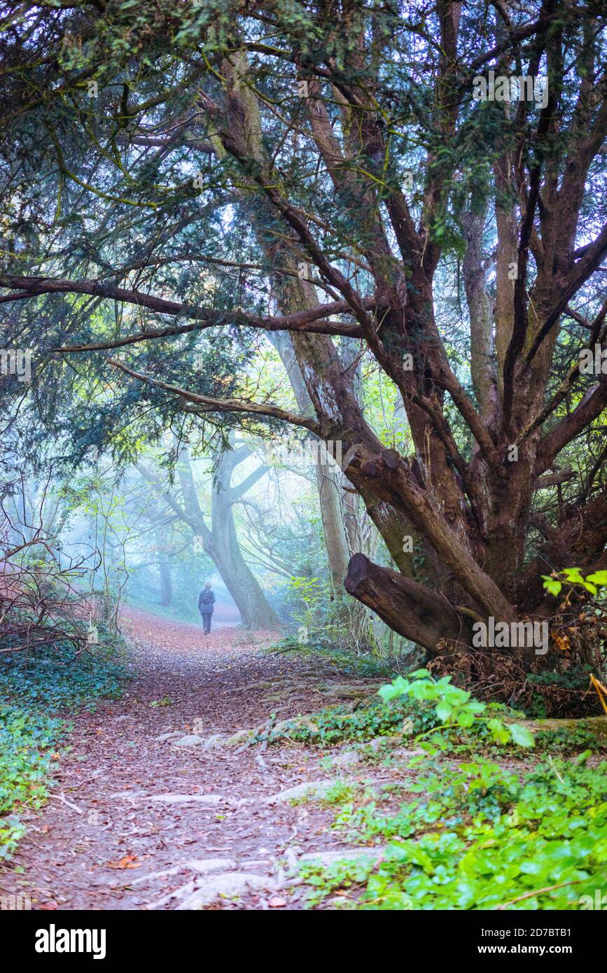 Alte Buchenwälder in Hampshire England, Großbritannien Stockfoto