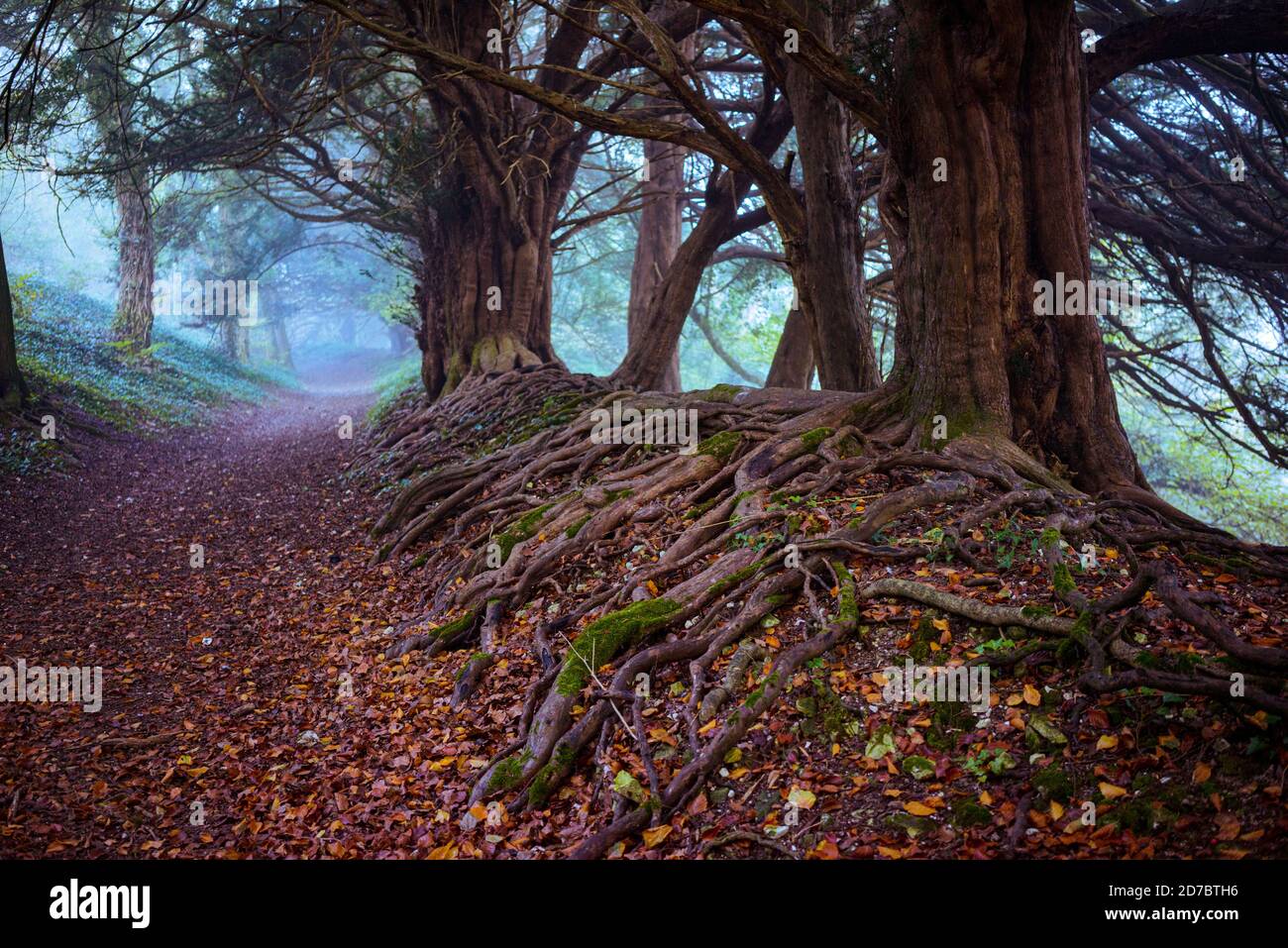 Ein alter Fußweg mit alten Eibenbäumen in Hampshire, England Stockfoto