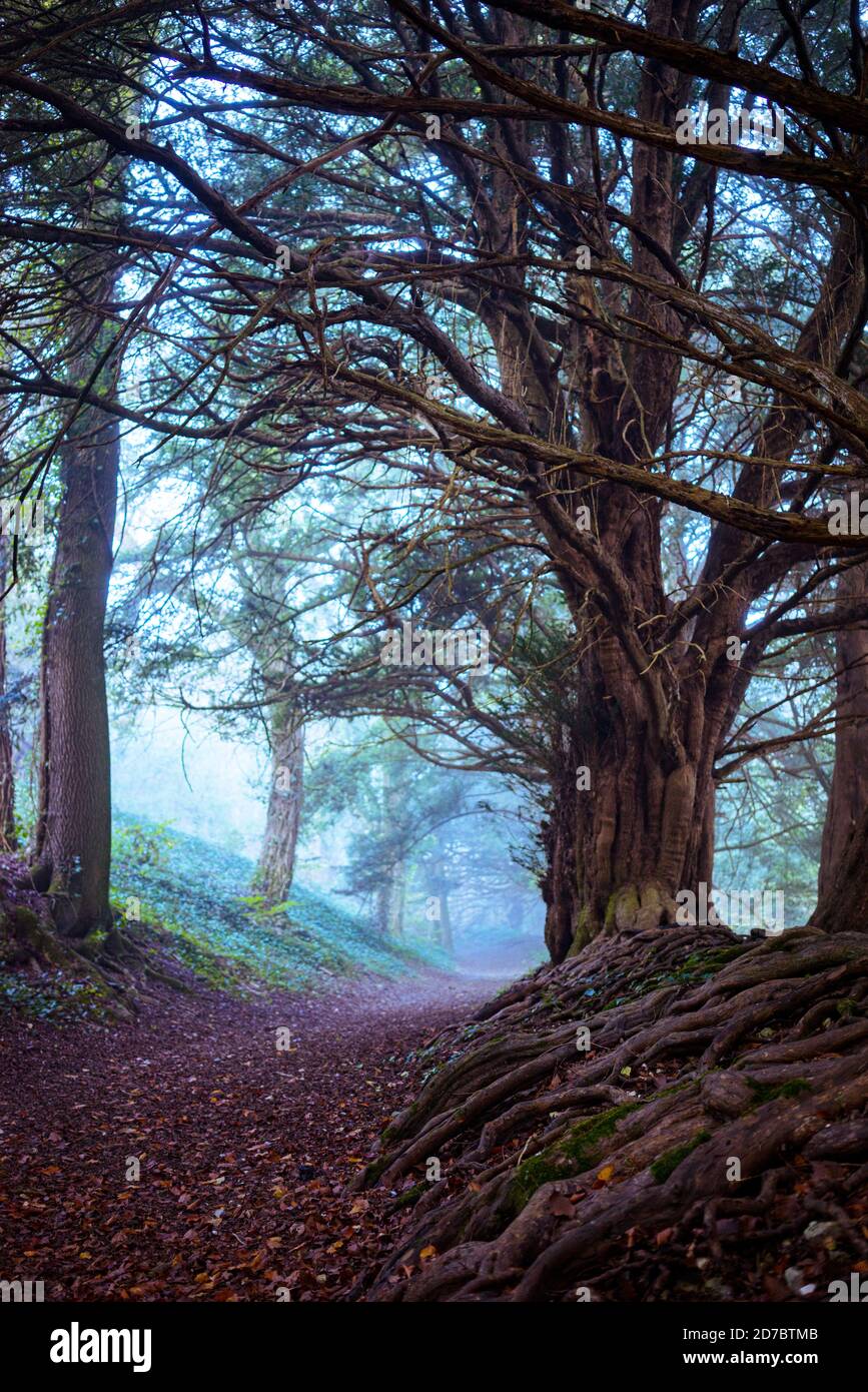 Ein alter Fußweg mit alten Eibenbäumen in Hampshire, England Stockfoto
