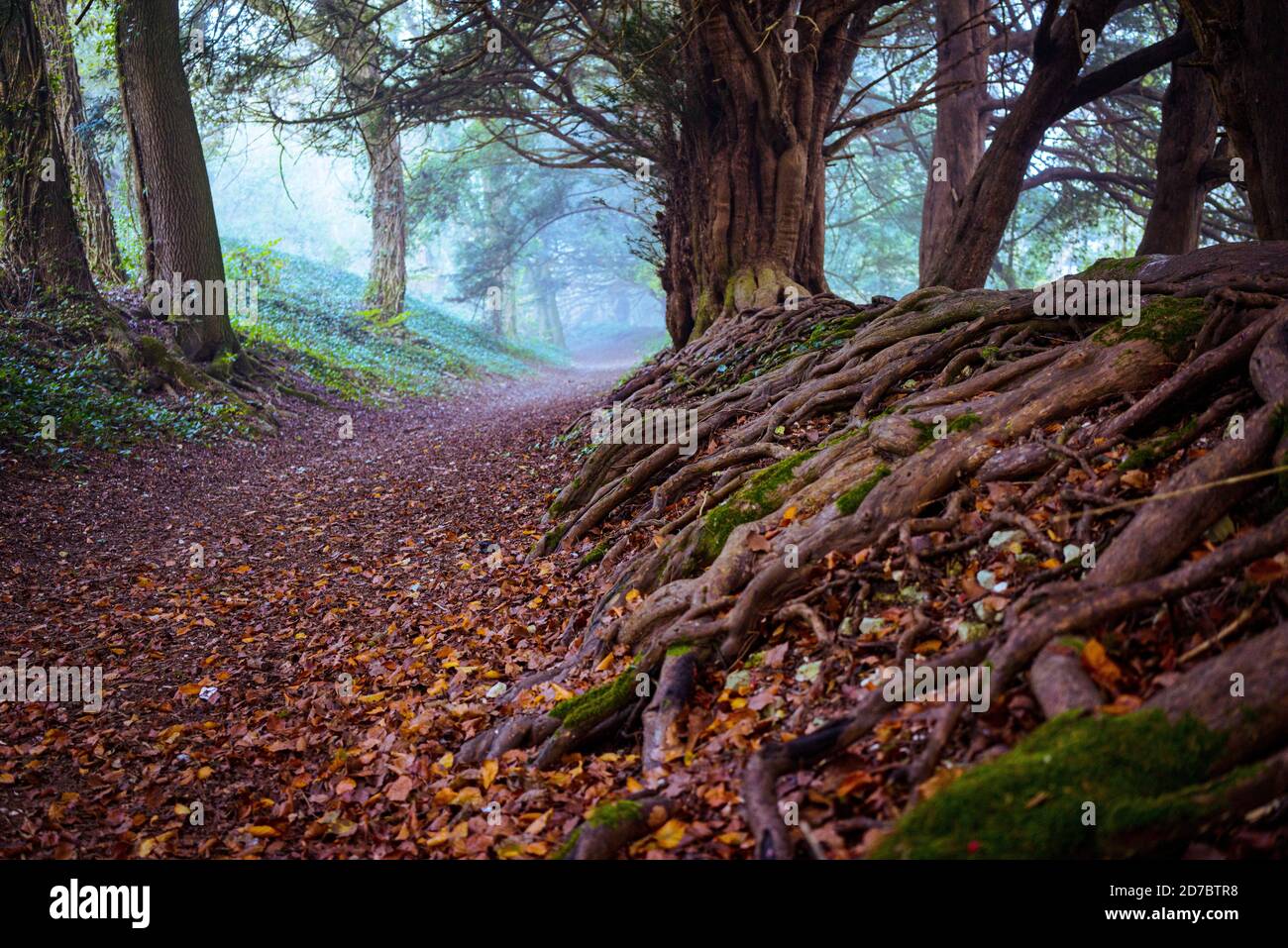 Ein alter Fußweg mit alten Eibenbäumen in Hampshire, England Stockfoto