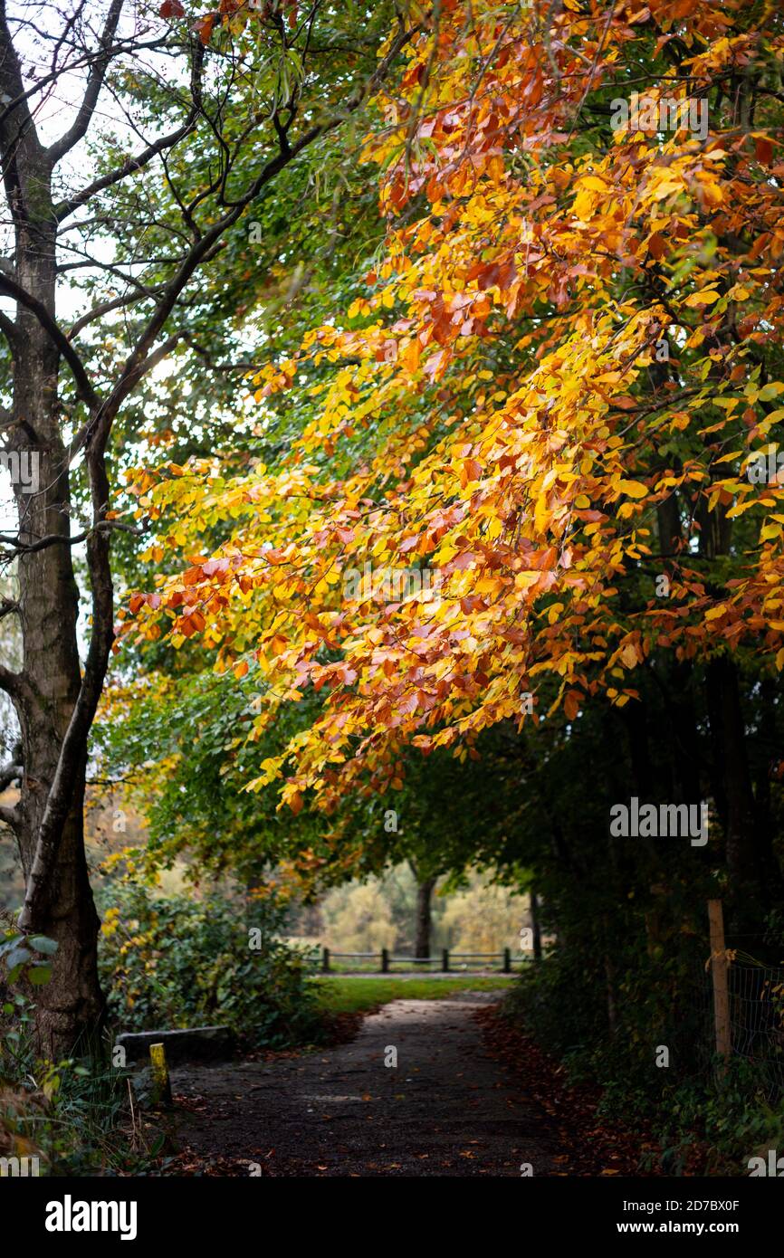 Buche mit herbstlichen Farben orange rot und gelb in der Mitte des Grüns über einem Pfad in einem Landschaftspark, England Großbritannien. Wechselnde Jahreszeiten, Herbst, Herbst Stockfoto