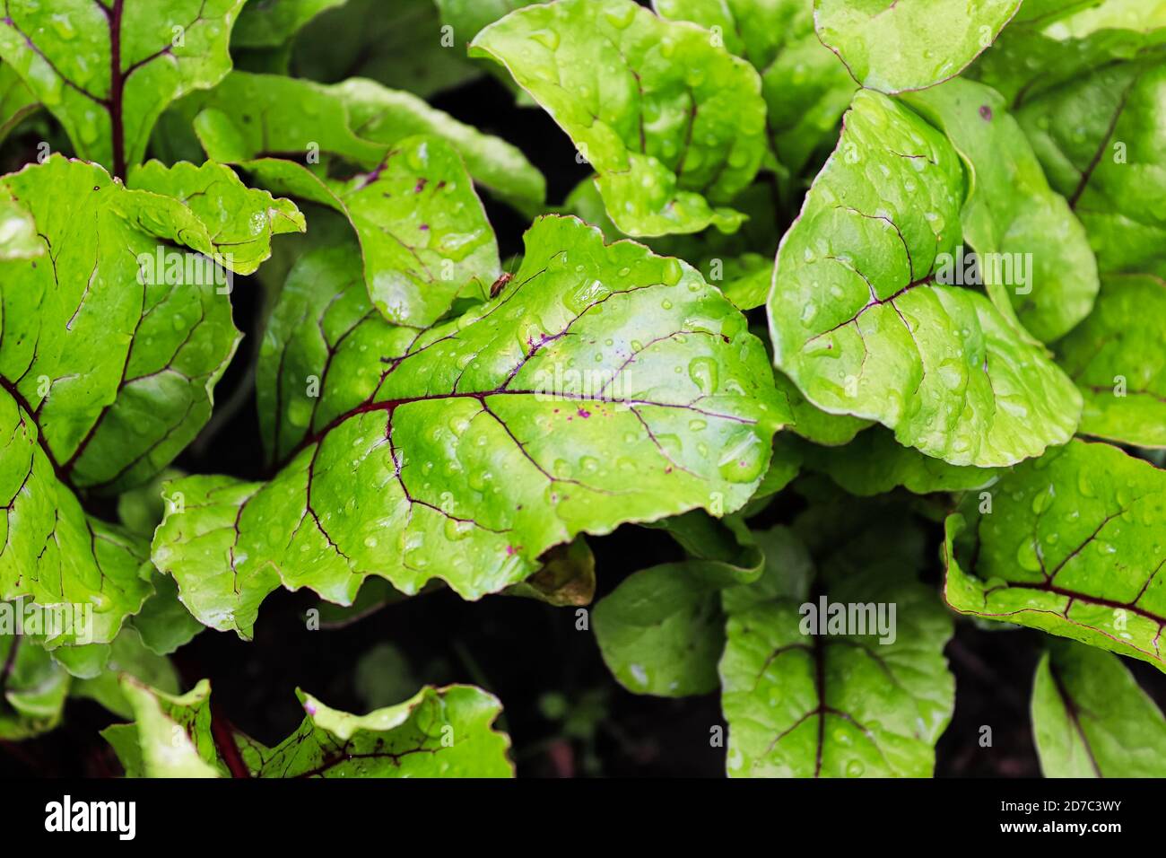 Nahaufnahme von grünen Rübenblättern mit Wassertröpfchen Stockfoto
