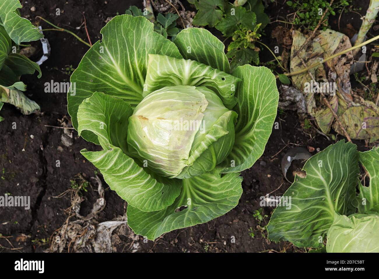 Draufsicht auf die grünen Kohlköpfe, die im Garten wachsen Stockfoto