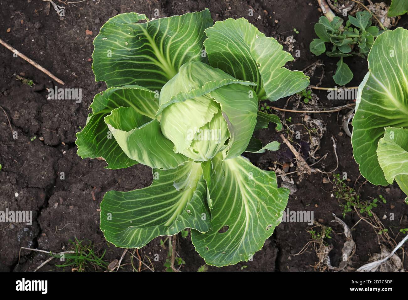 Draufsicht auf die grünen Kohlköpfe, die im Garten wachsen Stockfoto