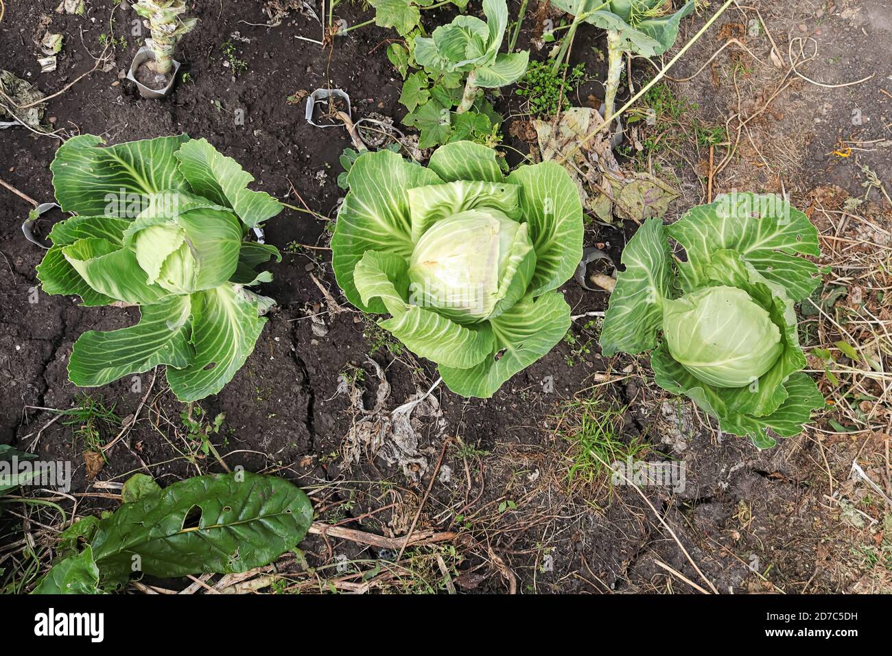 Drei reife Kohlköpfe im Garten Stockfoto