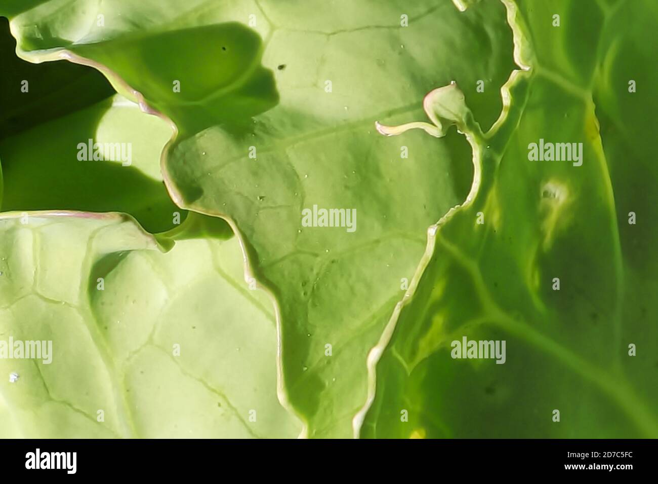 Makroansicht der Kante der Kohlkopfblätter Stockfoto