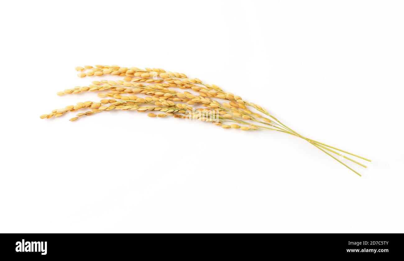 Nahaufnahme eines Reisohrs auf weißem Hintergrund Stockfoto