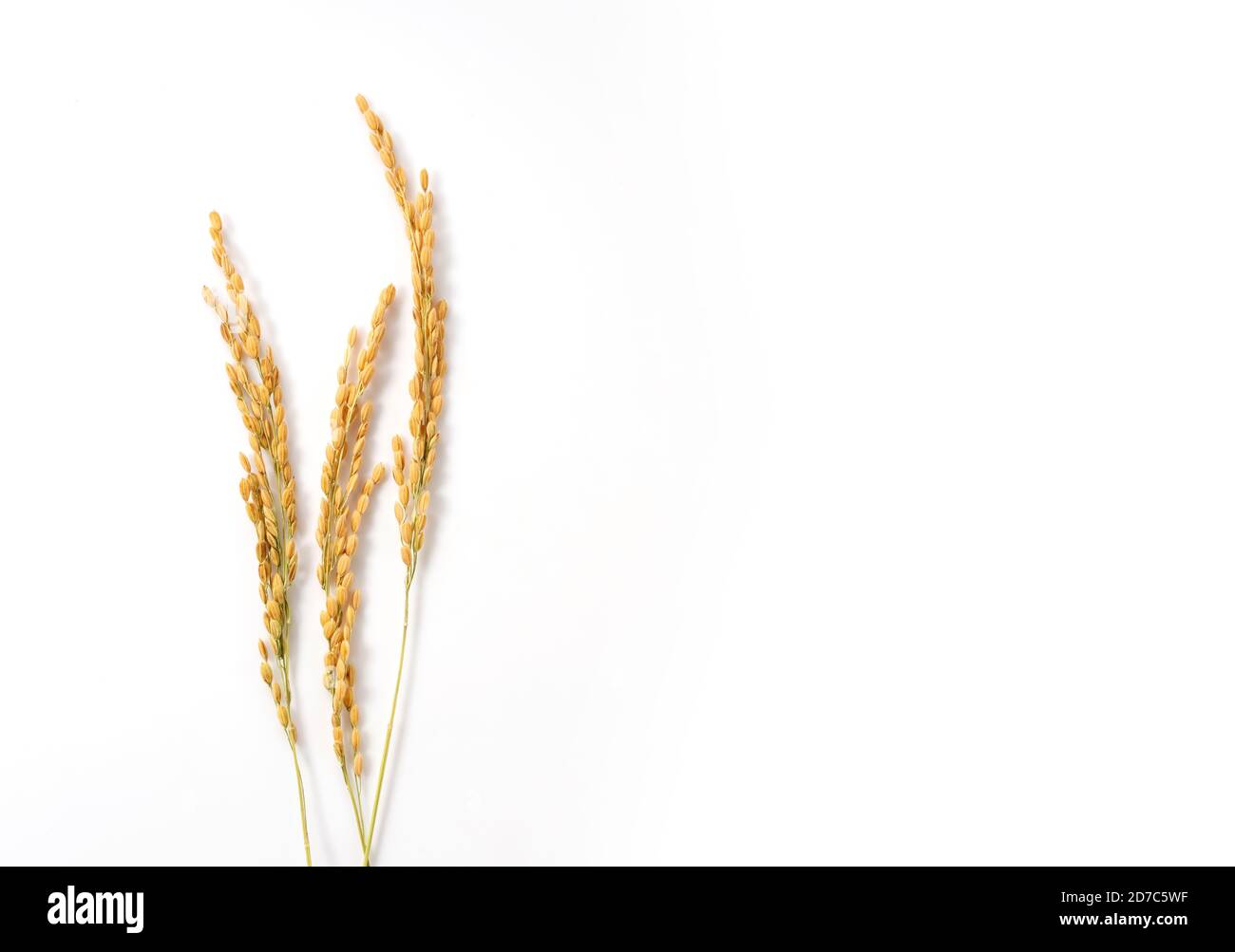 Reisohren auf weißem Hintergrund mit Kopierraum Stockfoto