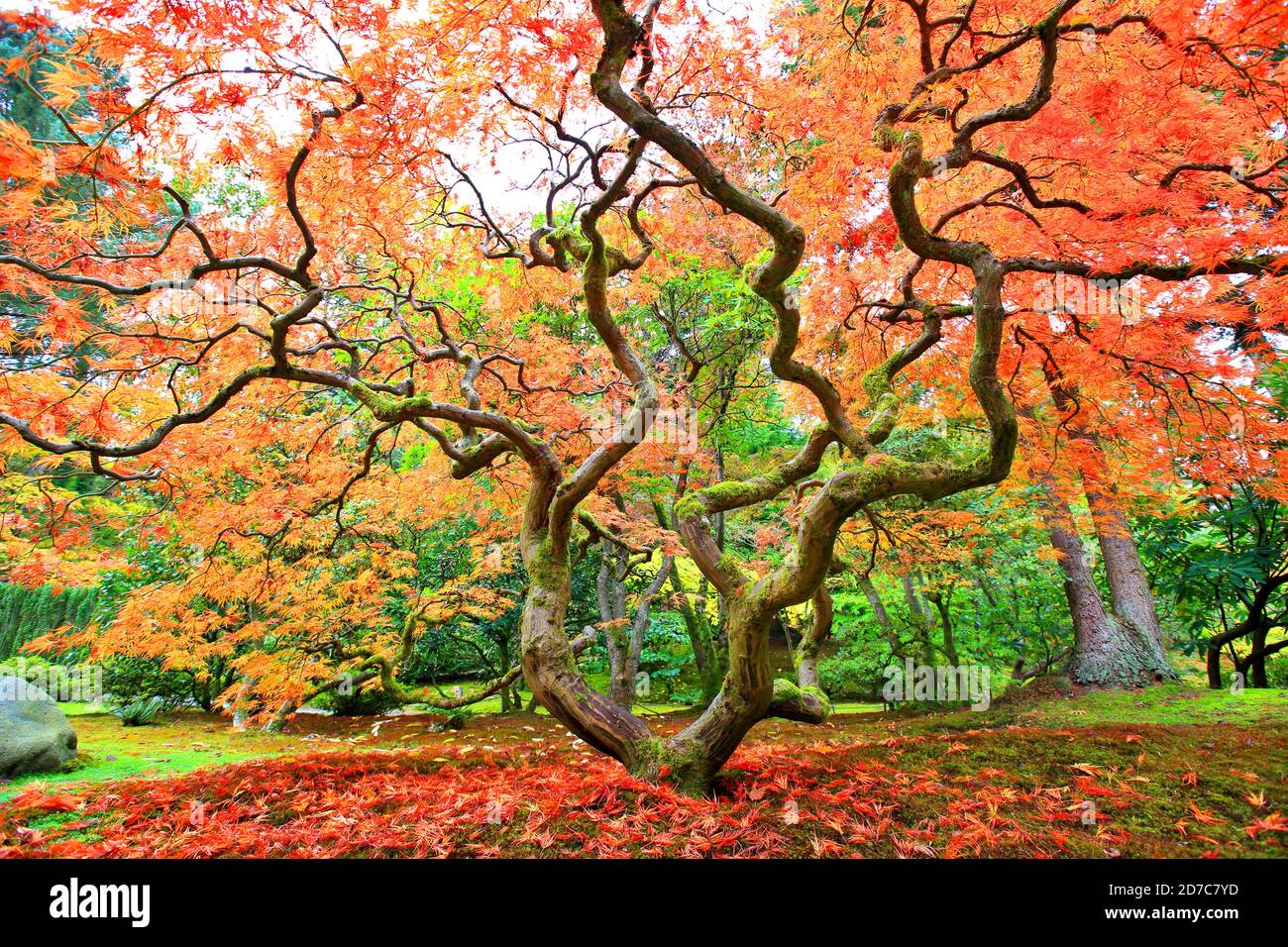 Japanischer Garten im Herbst Stockfoto