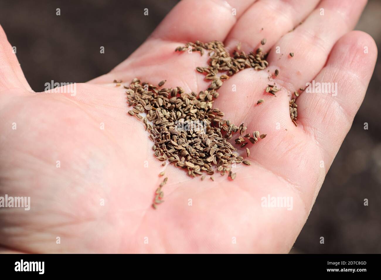 Nahaufnahme von Karottensamen auf einer Hand Stockfoto