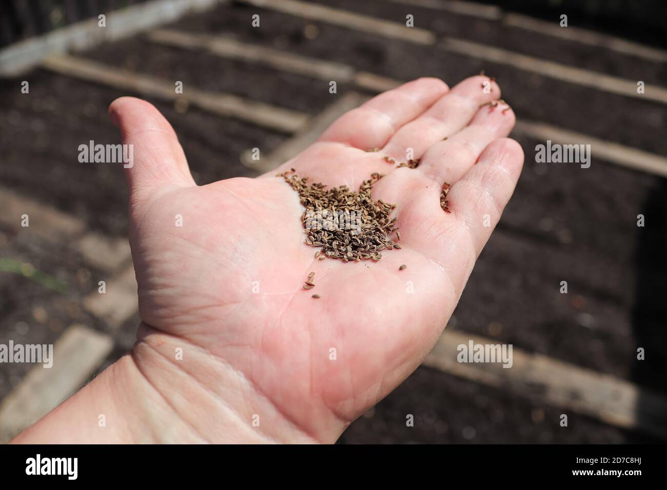 Nahaufnahme von Karottenkernen an einer Hand mit einem Garten Im Hintergrund Stockfoto