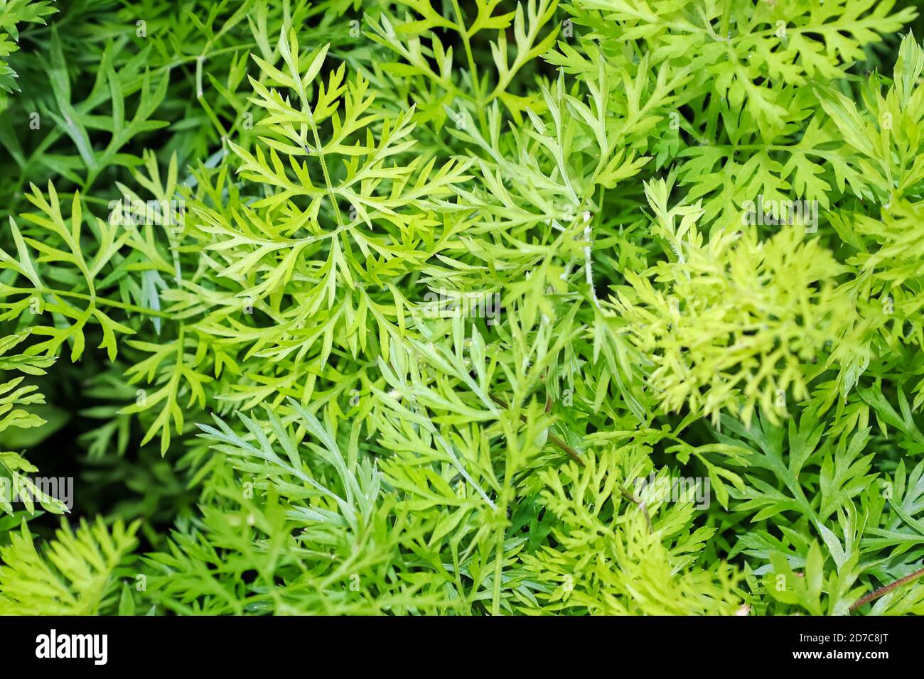 Ein Hintergrund von grünen Karotten oben Blätter Stockfoto