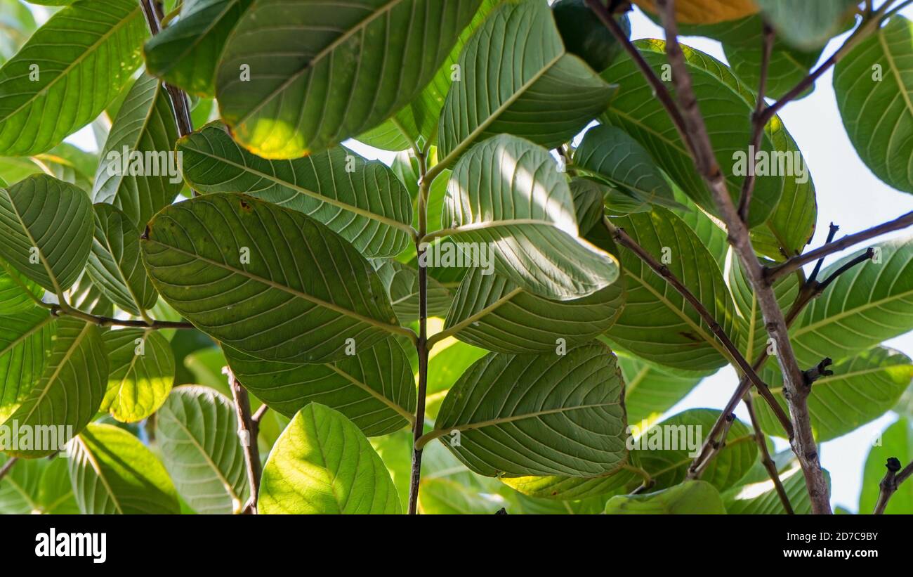 Voller Rahmen von Blättern am Morgen Stockfoto