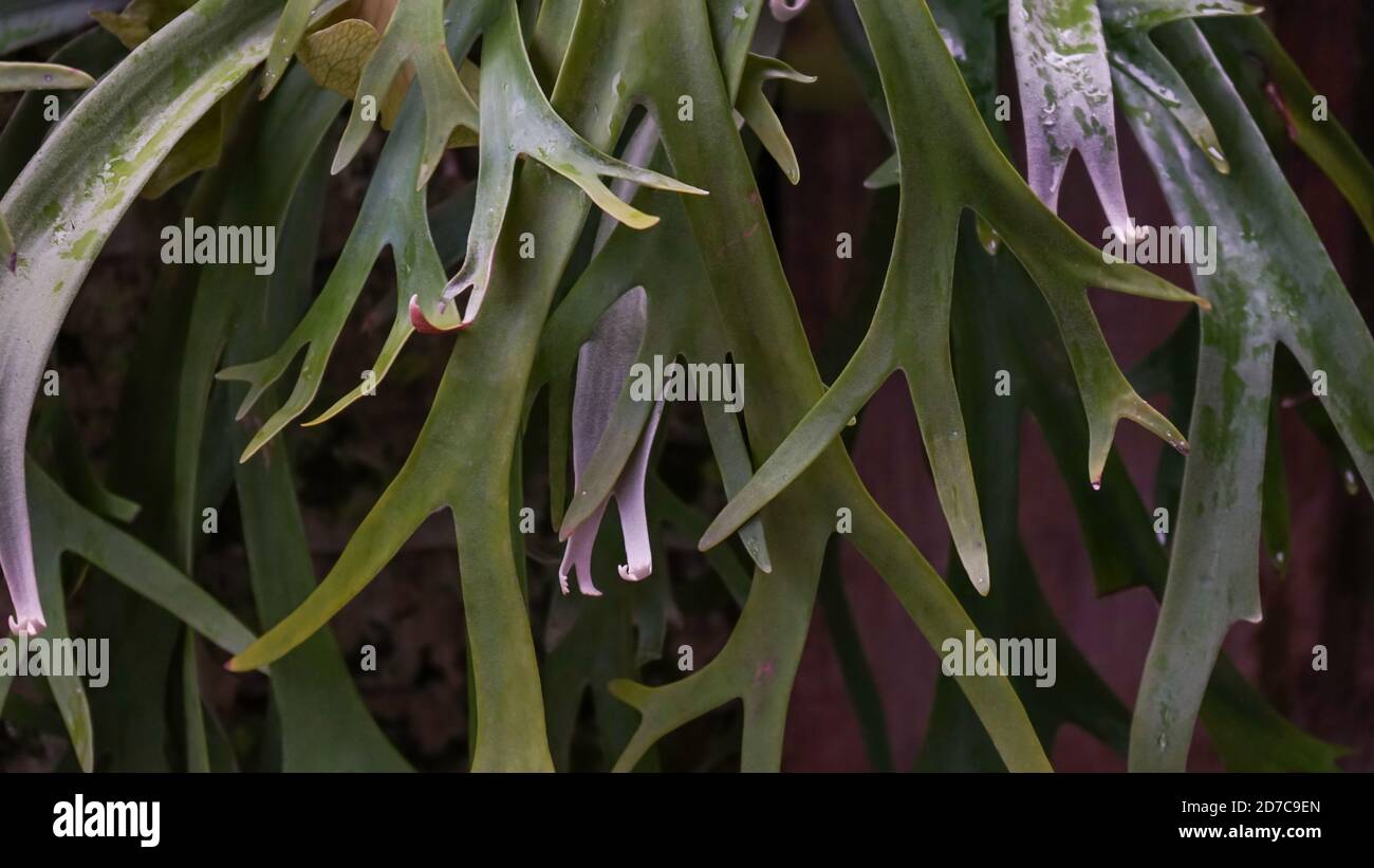 Voller Rahmen von Blättern am Morgen Stockfoto