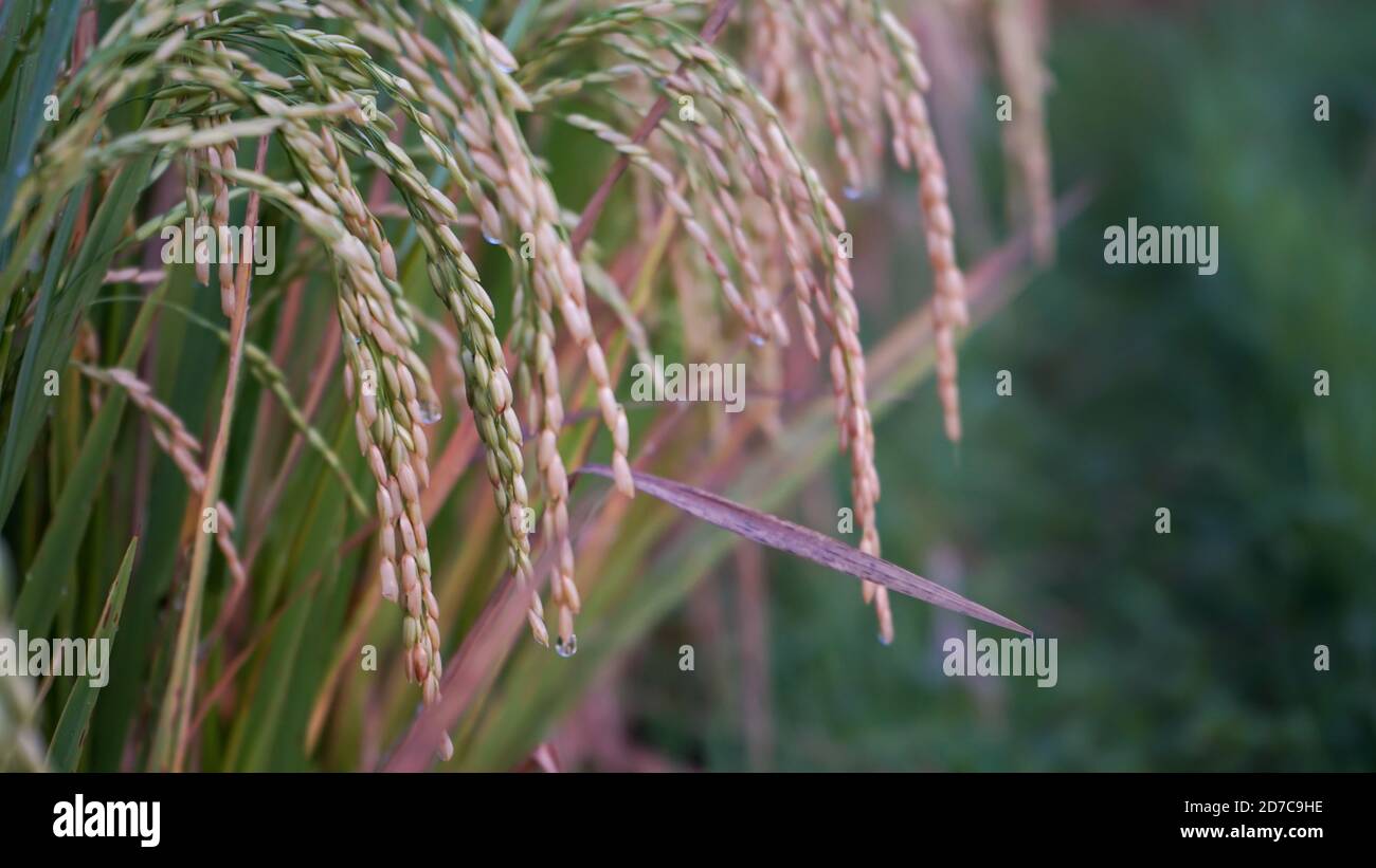 Grüner Reis und Morgentau Stockfoto