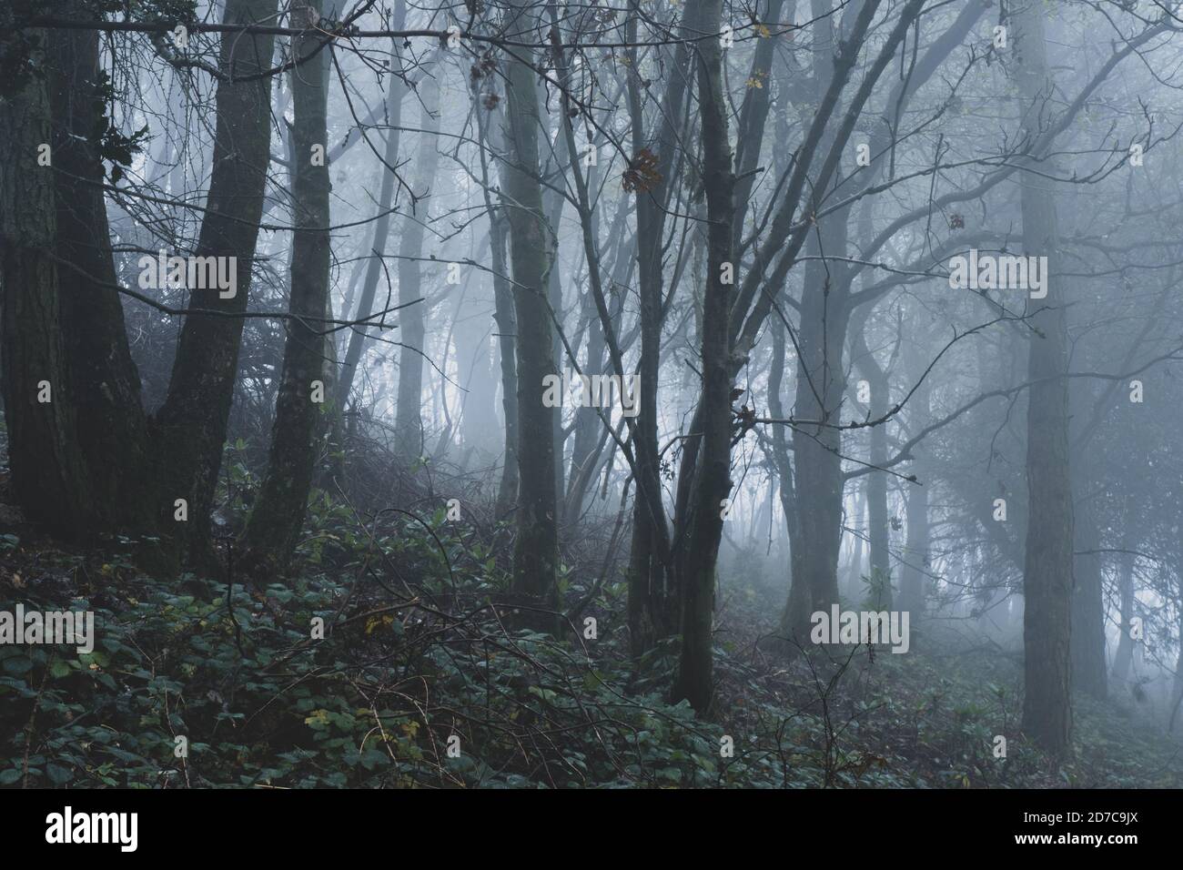 Ein launisch nebliger Herbstwald, mit Licht, das durch die Bäume kommt Stockfoto