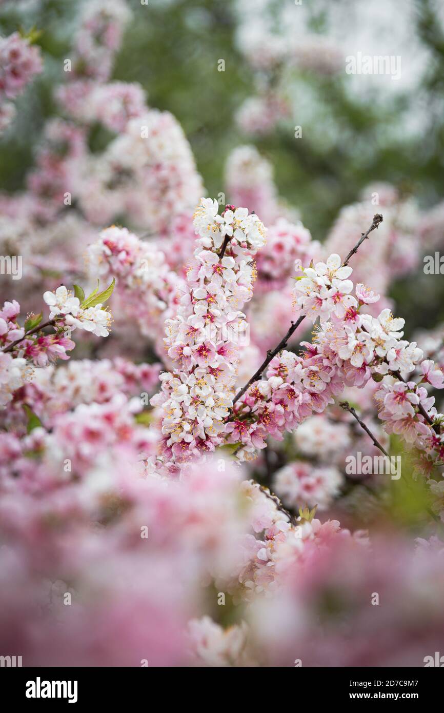 Rosa Blüten in voller Blüte Stockfoto