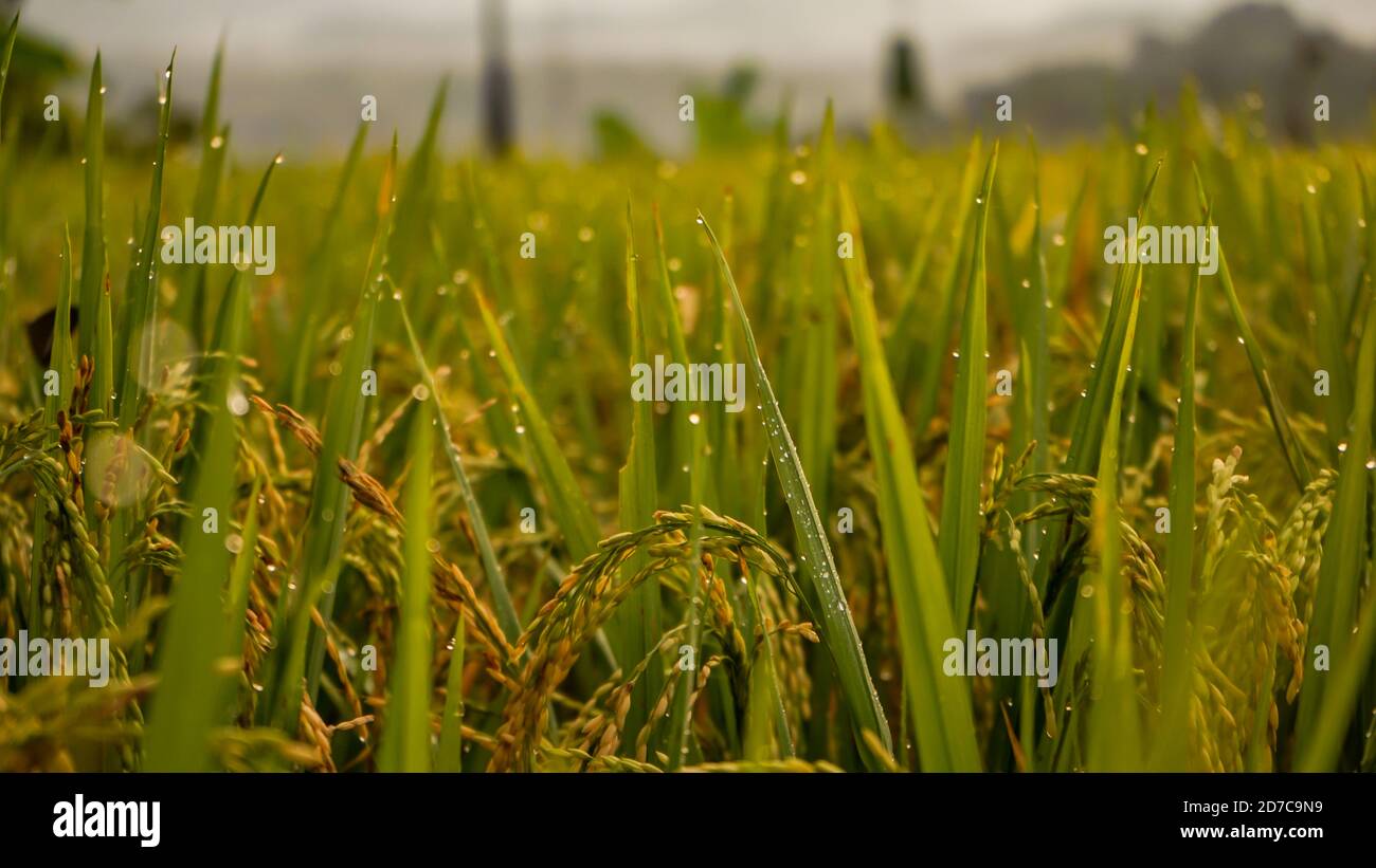Grüner Reis und Morgentau Stockfoto