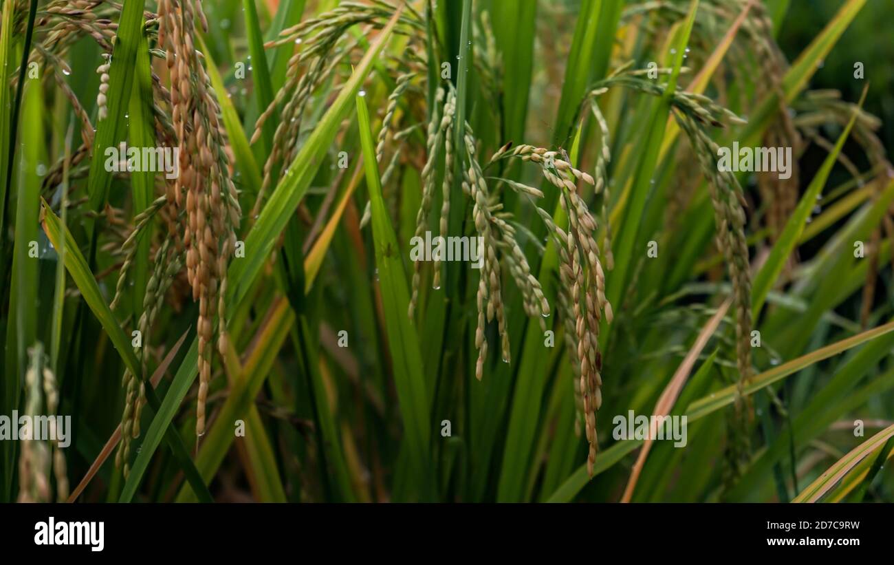 Grüner Reis und Morgentau Stockfoto