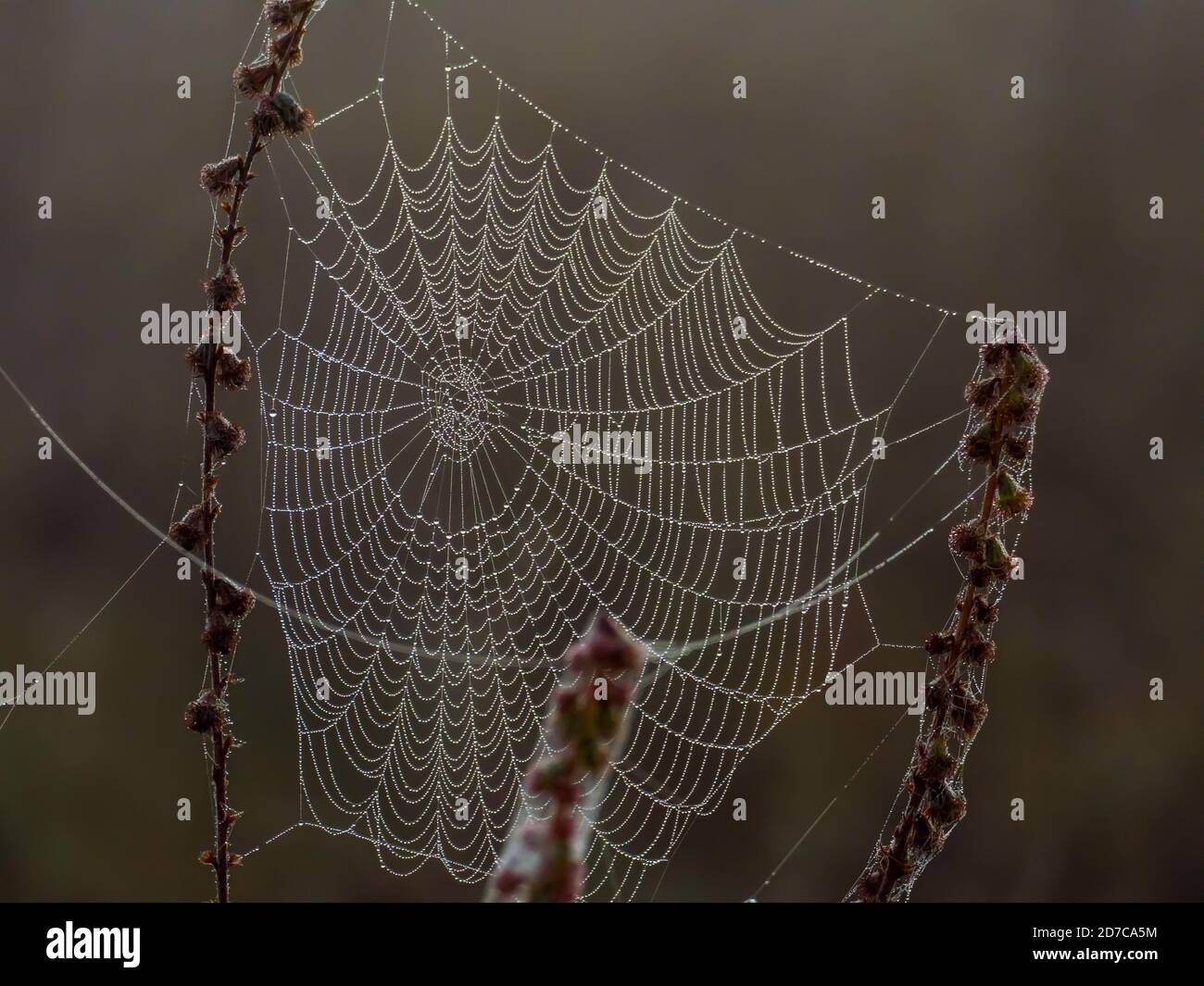 Ein Spinnennetz bedeckt mit Tau Tropfen verwickelt trockenen Stielen Des Feldunkrauts im herbstlichen Feld Stockfoto