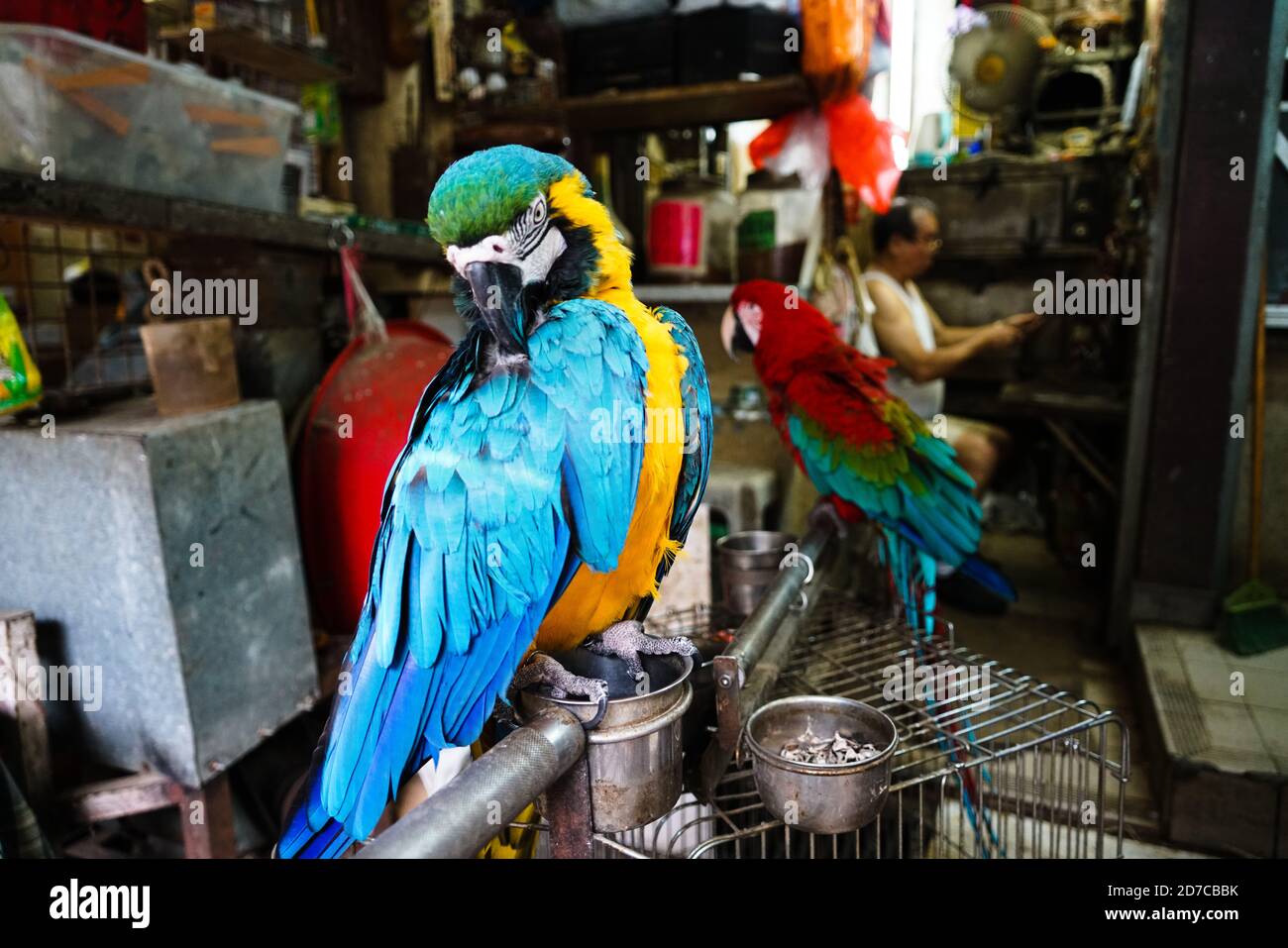 Bird Street in Hongkong Stockfoto