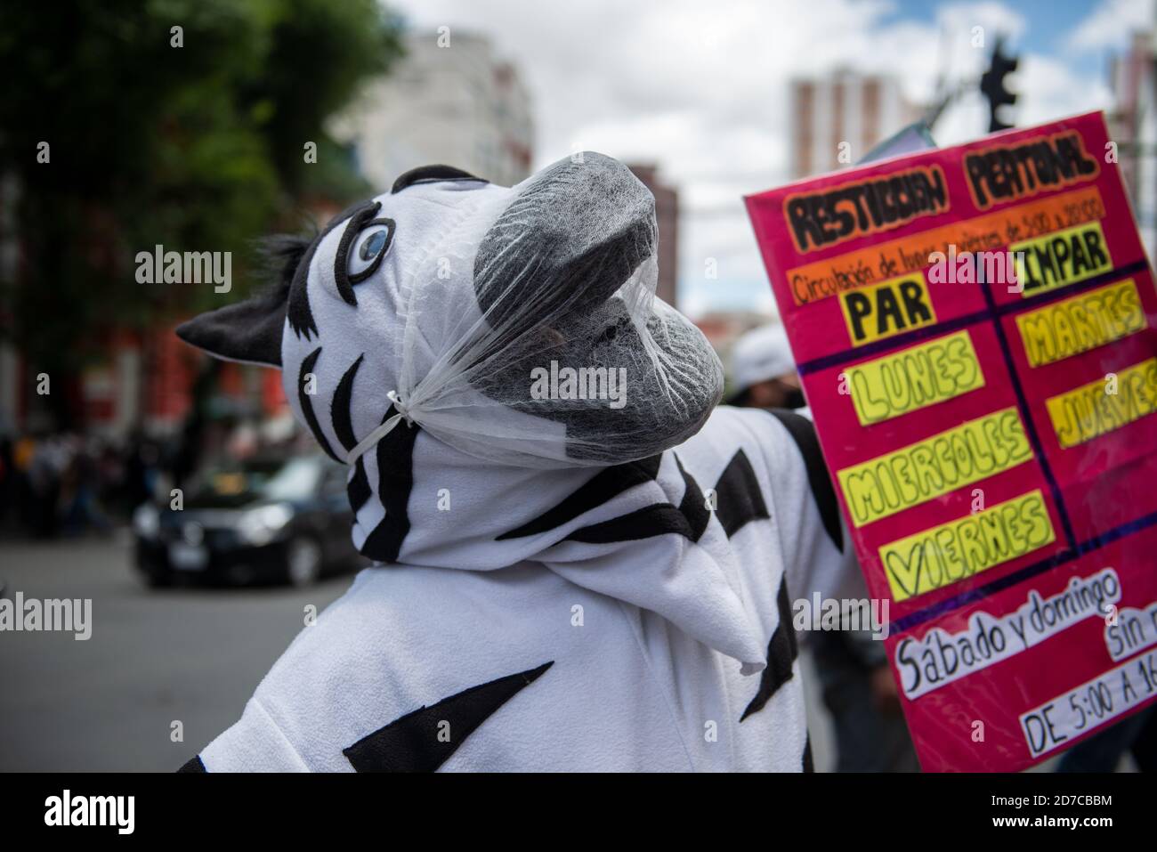 La Paz, Bolivien. Oktober 2020. Ein weiterer kleiner Schritt in Richtung Normalität im Regierungssitz Boliviens: Nach monatelanger Abwesenheit sind die Zebras zurück. Internationale Berühmtheit erlangten sie durch die US-Show "Last Week Tonight with John Oliver". Sie sind Teil eines Programms, das darauf abstellt, bolivianische Fahrer und Fußgänger davon zu überzeugen, den Verkehrsregeln (und ab sofort hygienischen) zu folgen. Gleichzeitig handelt es sich um eine Maßnahme, die darauf abzielt, benachteiligten jungen Menschen zu helfen, indem sie ihnen eine sozial nützliche Aufgabe übertragen. Kredit: Radoslaw Czajkowski/ Alamy Live Nachrichten Stockfoto