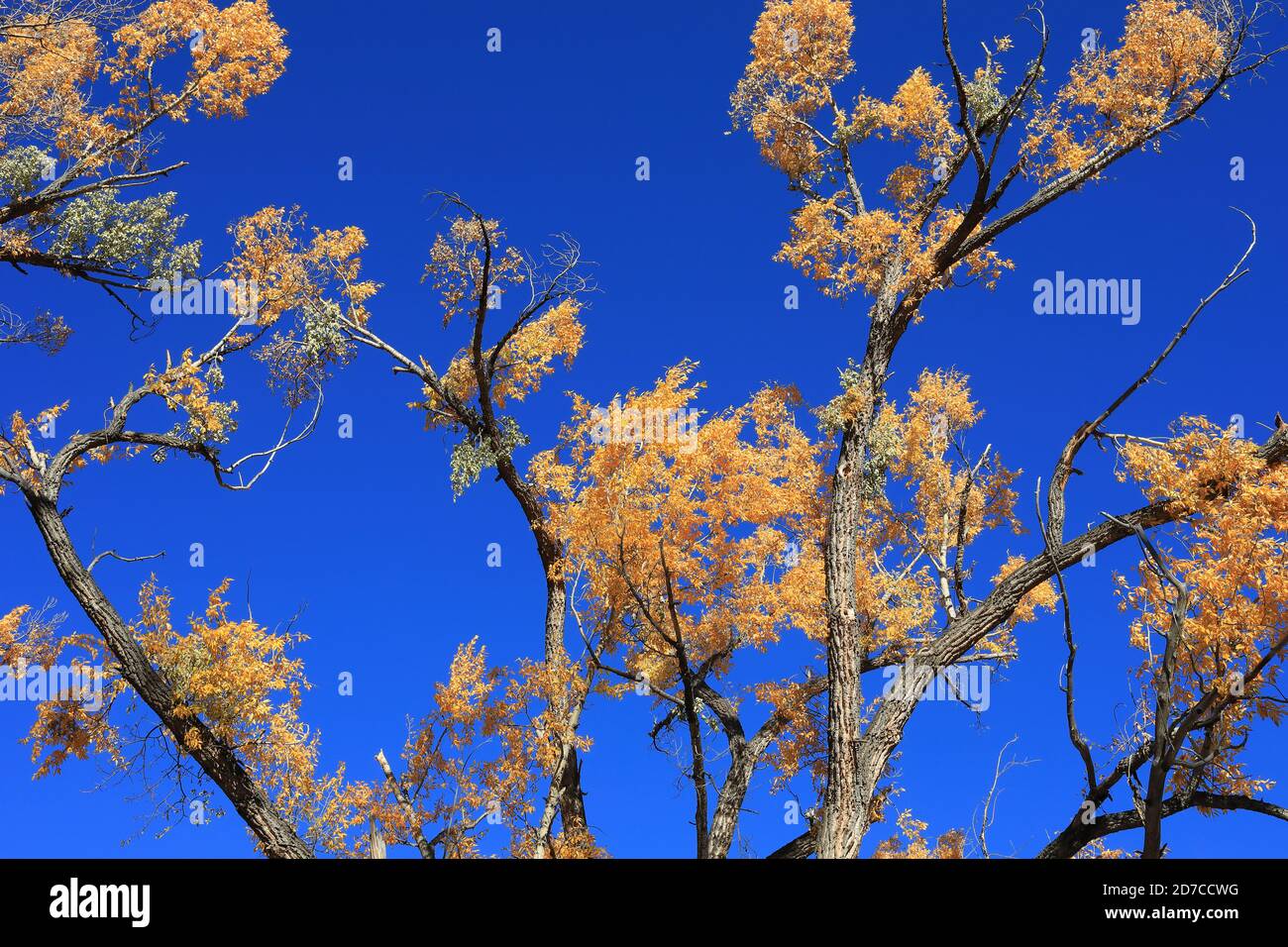 Desktop-Hintergründe aus Colorado Stockfoto