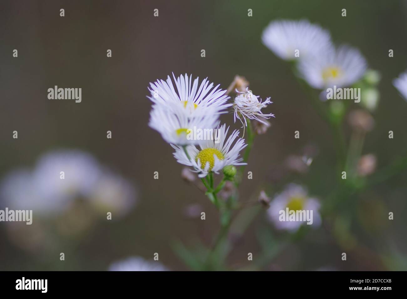 Nahaufnahme von Gänseblümchen-ähnlichen Wildblumen Stockfoto