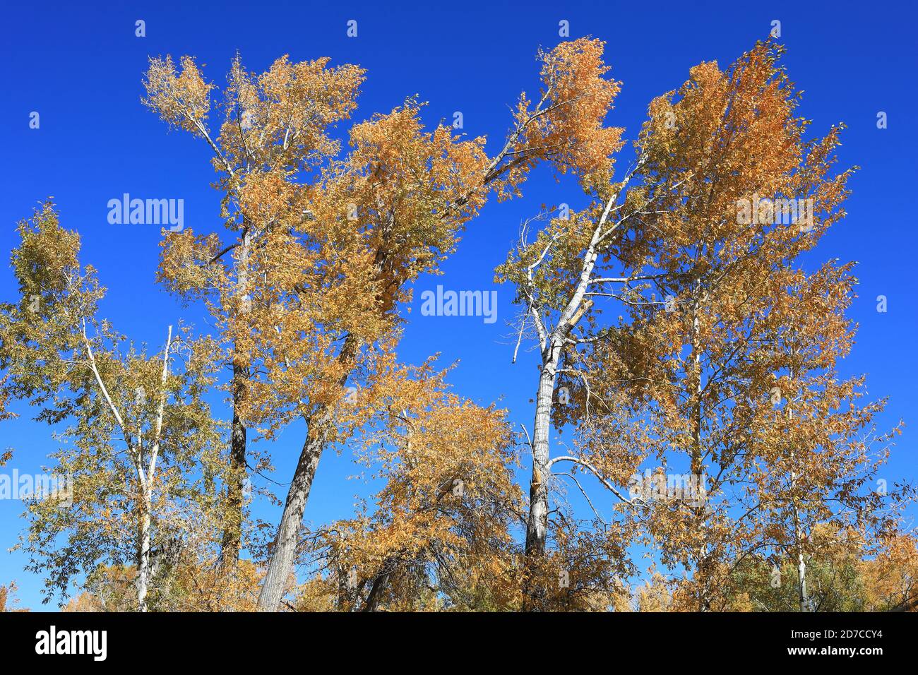 Desktop-Hintergründe aus Colorado Stockfoto