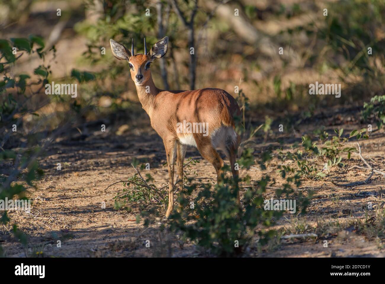 Alert männliche Steenbok-Antilope schaut in Richtung Kamera, während sie im Busch der Greater Kruger Wilderness Area in Südafrika nach Raubtieren schaut. Stockfoto