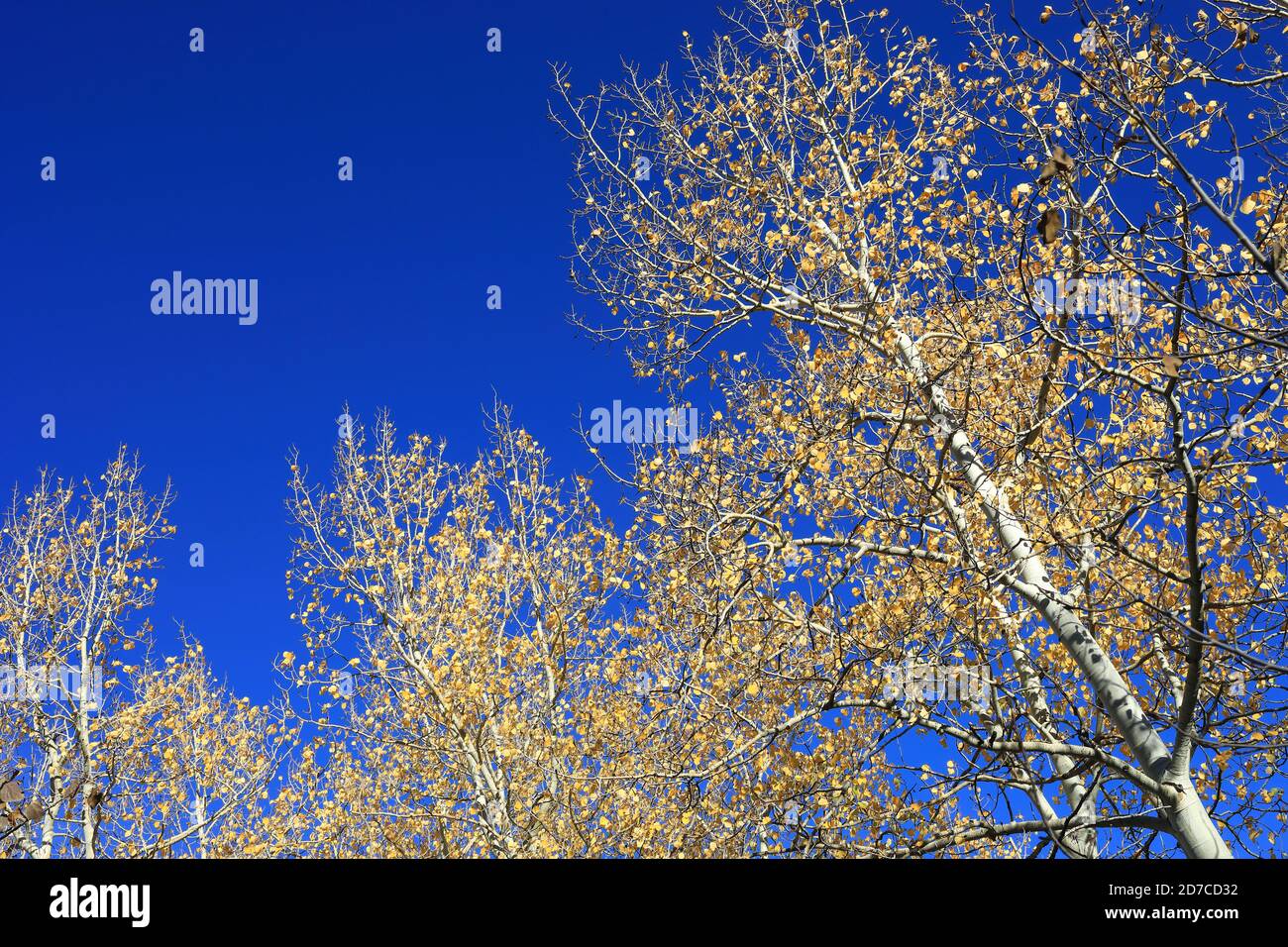 Desktop-Hintergründe aus Colorado Stockfoto