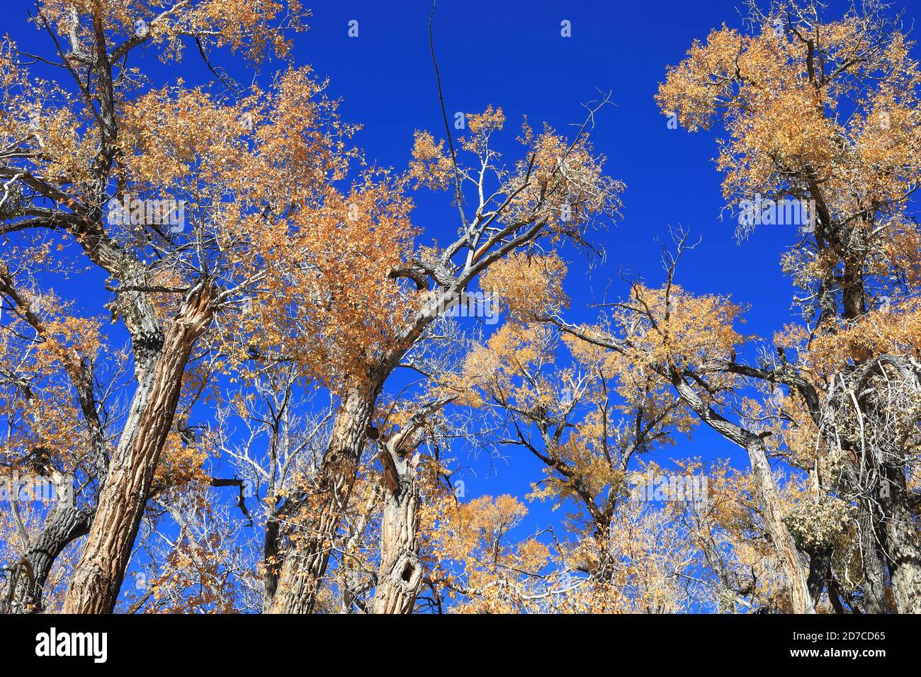 Desktop-Hintergründe aus Colorado Stockfoto