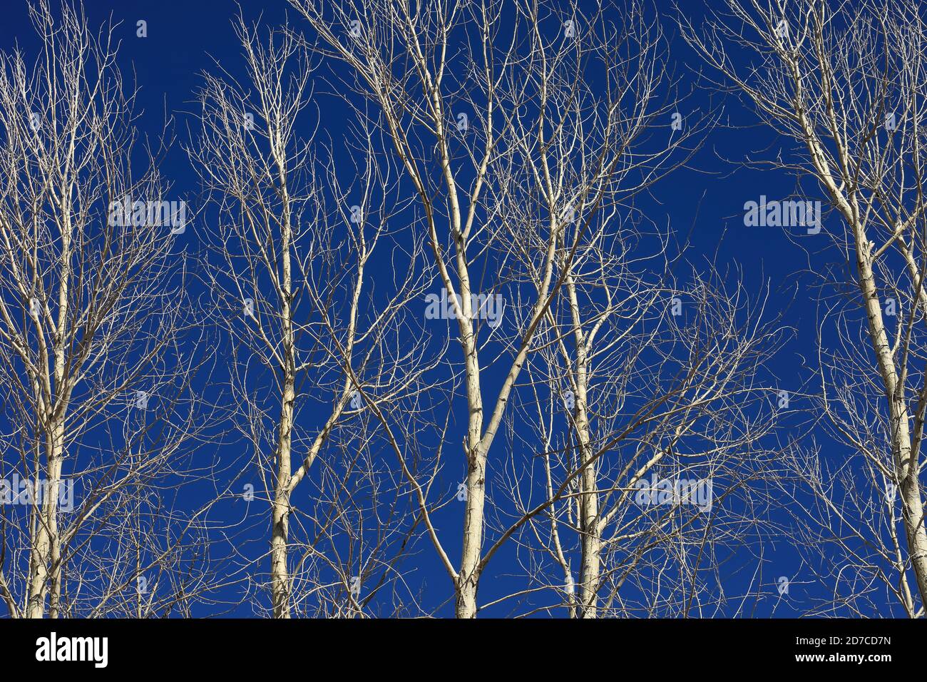 Desktop-Hintergründe aus Colorado Stockfoto