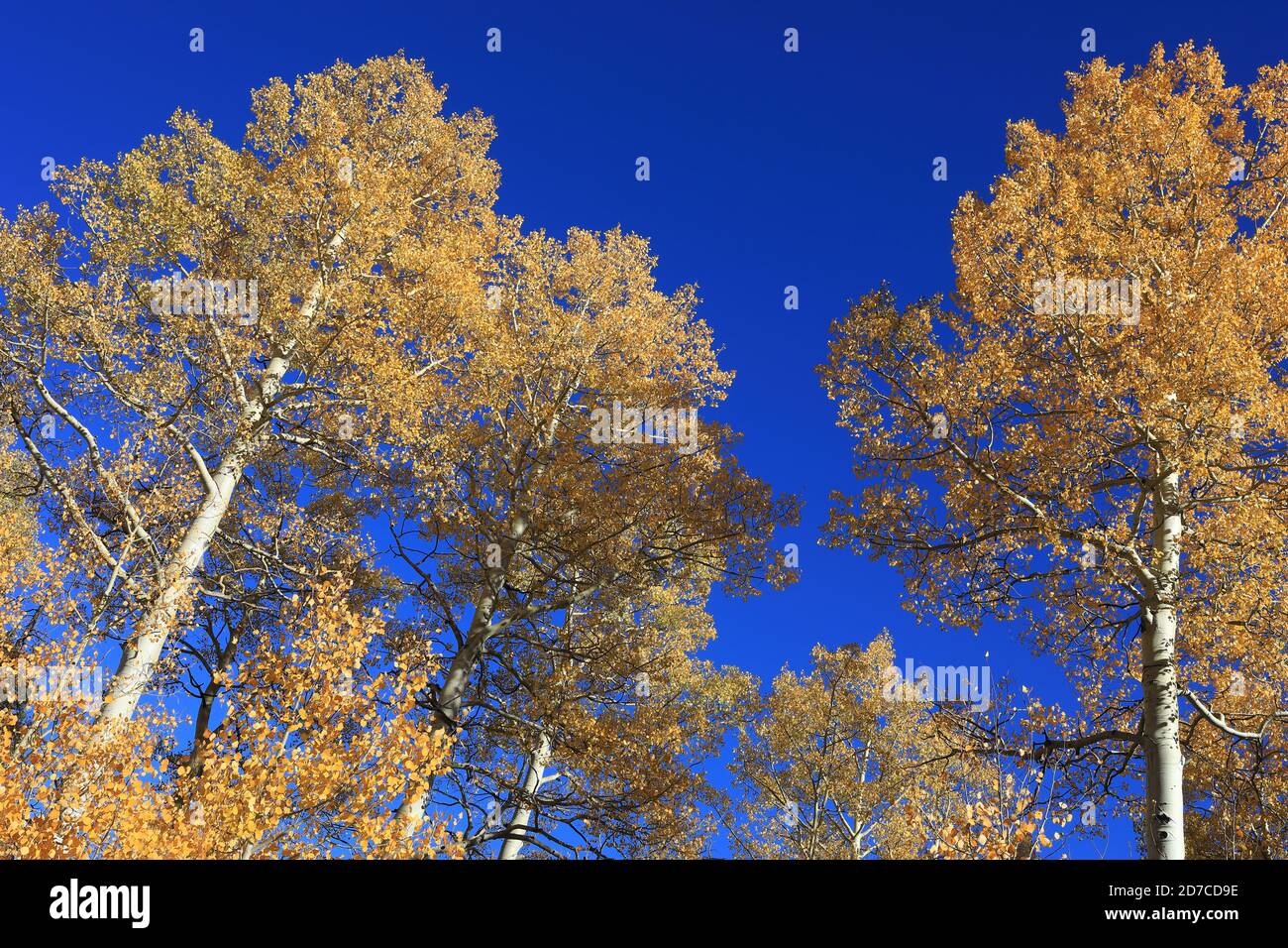 Desktop-Hintergründe aus Colorado Stockfoto