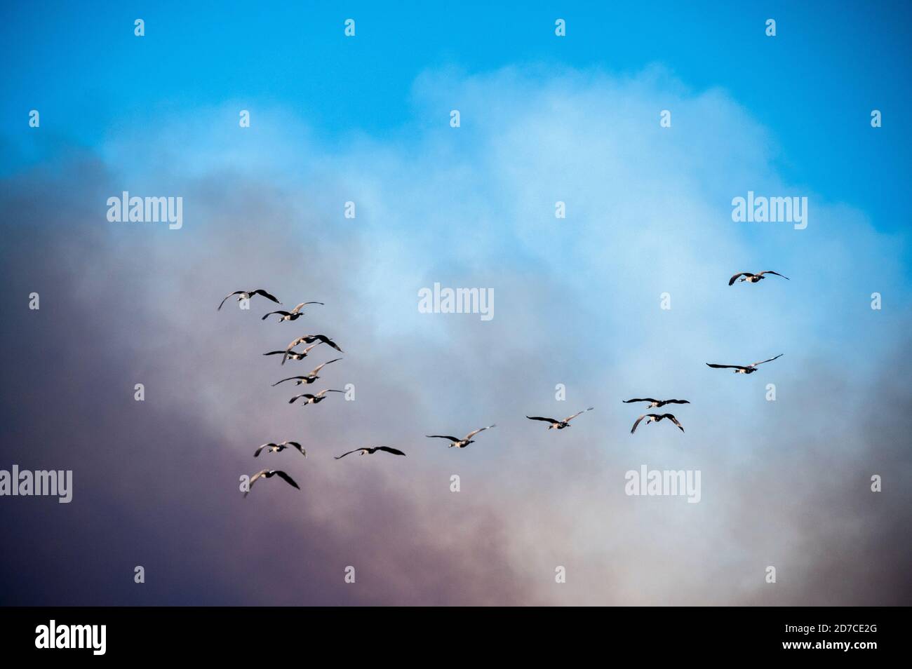 Gänse fliegen in Rauch von einem Waldfeuer Stockfoto