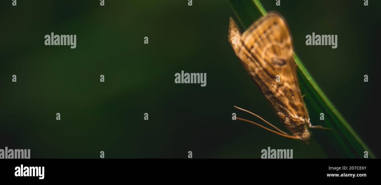 Kleiner räuberischer Bodenkäfer / merkwürdiger Hornkäfer auf isoliertem Hintergrund. Tiere Tierwelt Stockfoto