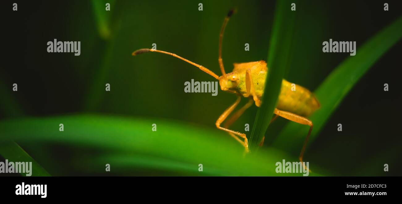 Kleiner räuberischer Bodenkäfer / merkwürdiger Hornkäfer auf isoliertem Hintergrund. Tiere Tierwelt Stockfoto