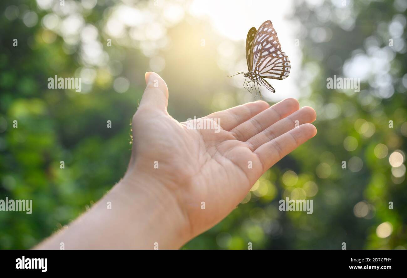 Das Mädchen befreit den Schmetterling von Moment Konzept der Freiheit Stockfoto