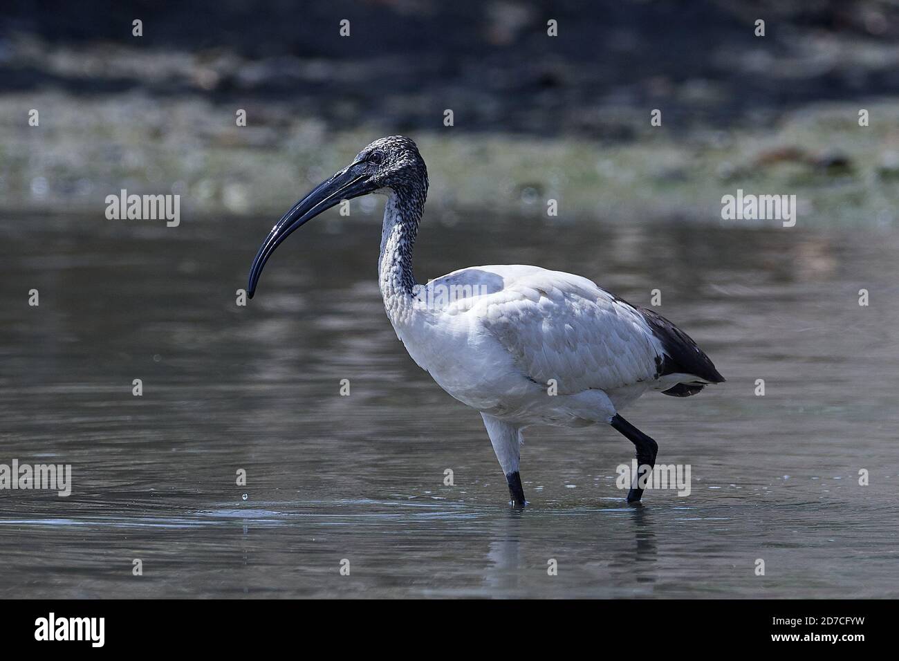 Afrikanische heiliger ibis in seinem natürlichen Lebensraum in Gambia Stockfoto