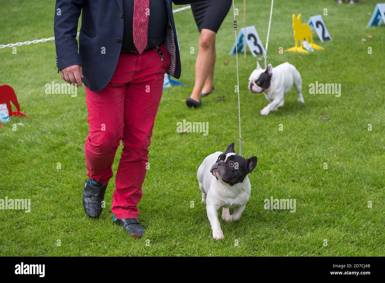 Französische Bulldog und ihre Handler auf einer Hund Exformation Rasse Show Meisterschaft. Stockfoto