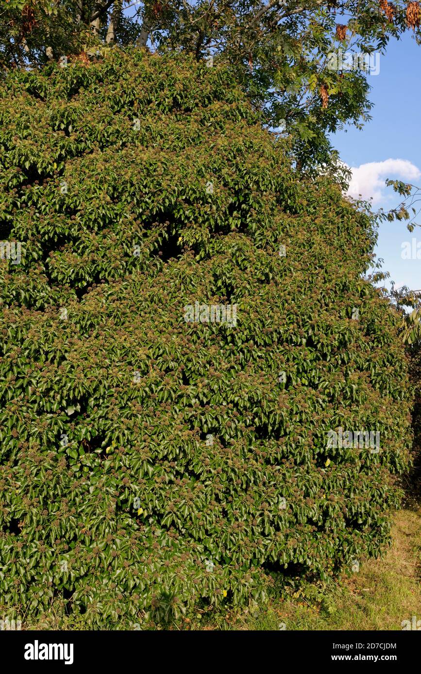 Efeu - Hedera Helix, Masse von Efeu mit Beeren wachsen Aschenbaum Stockfoto