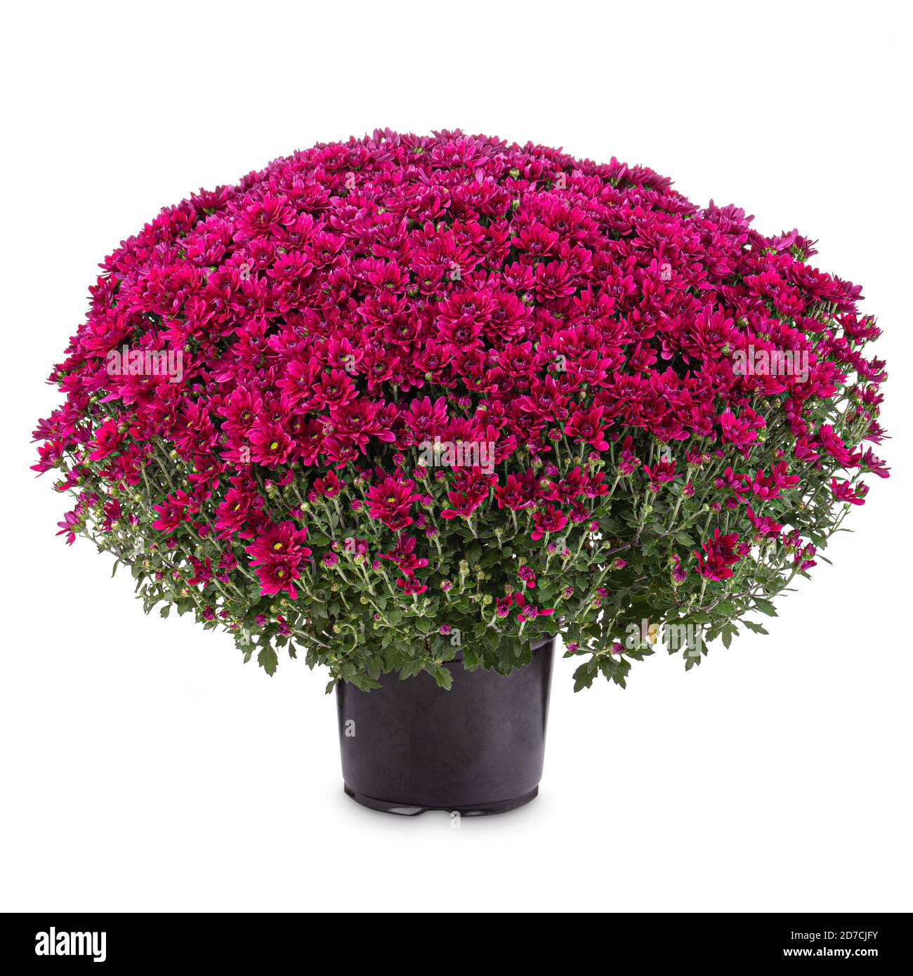 Blühende lila Chrysantheme Stockfoto