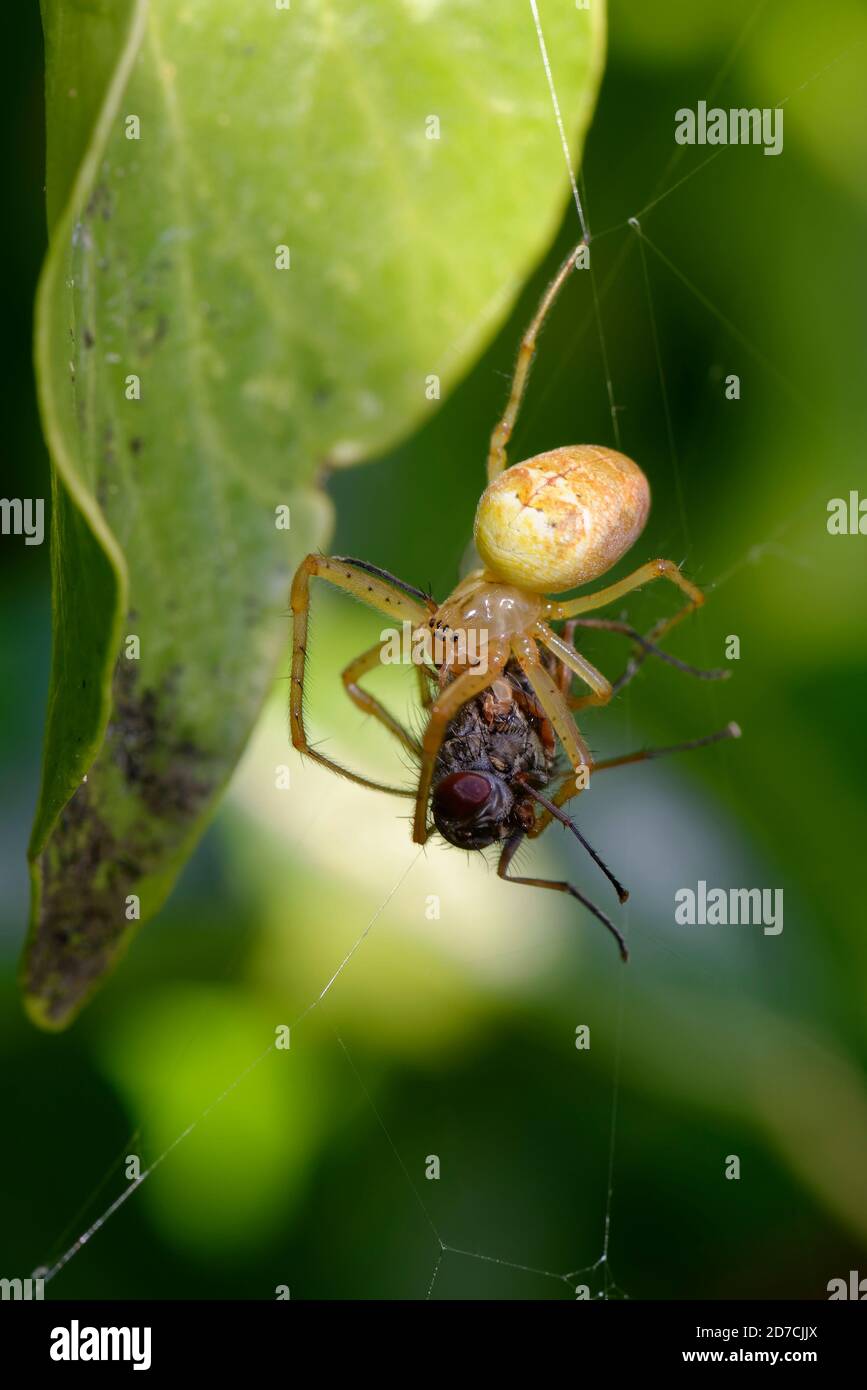 Orb Spider - Metellina segmentata, Weibchen mit Fliegenbeute Stockfoto