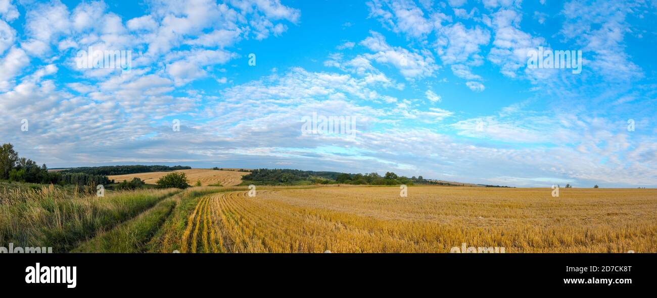 Schöne Sommer Panoramablick auf ländliche Straße und blauen Himmel Über dem leeren goldenen Feld bei Sonnenaufgang Stockfoto