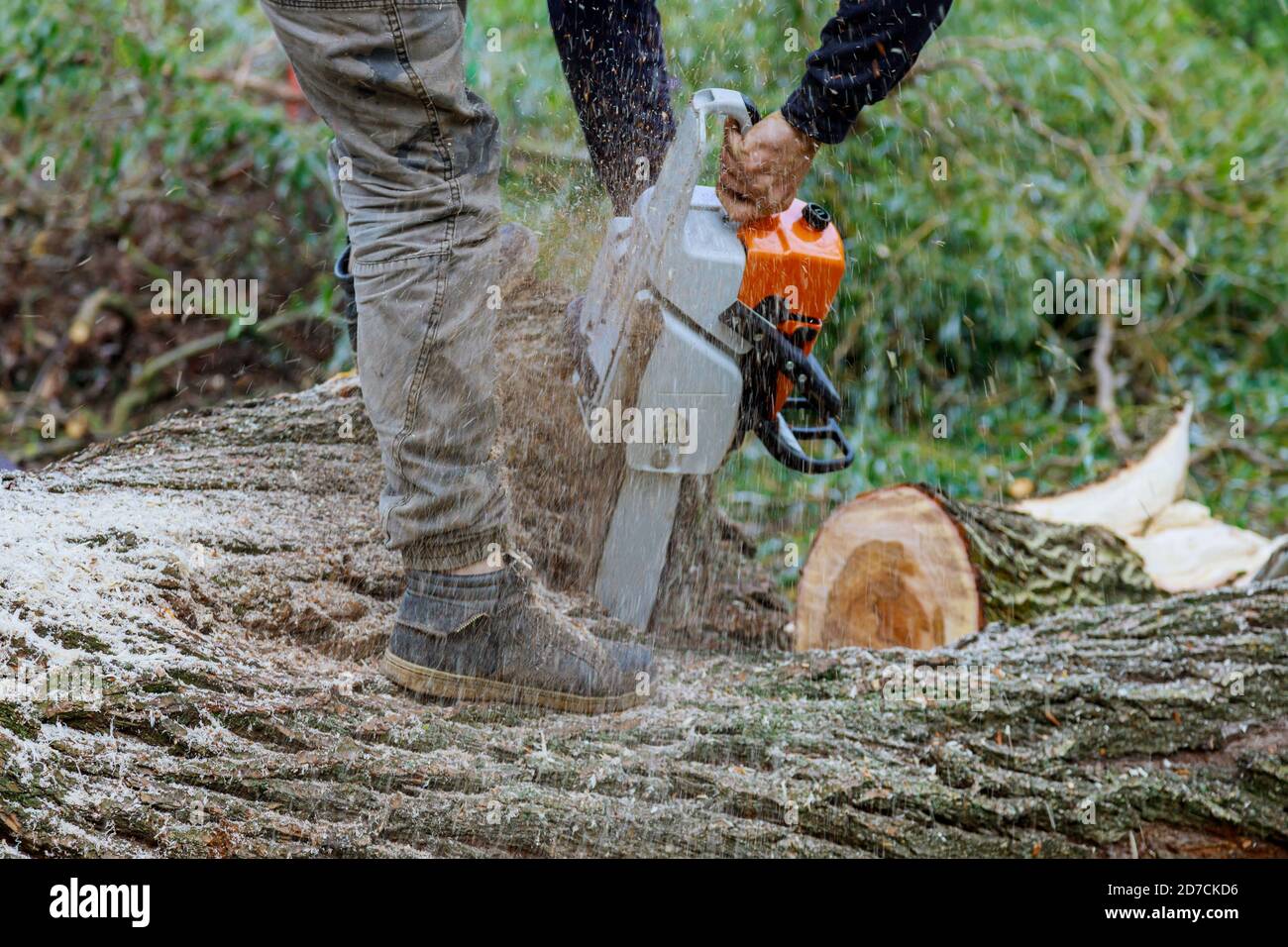 Ein Baum fällt in den Schnitt ein Baum mit einem Kettensäge brach den Baum nach einem Hurrikan Stockfoto