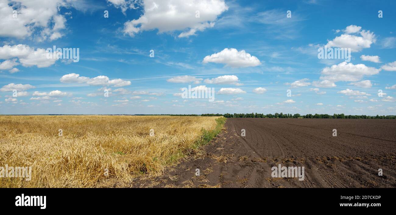 Sommer ländliche Panoramalandschaft mit blauem Himmel mit schönen Wolken Über dem goldenen Weizenfeld und gepflügten Feld Stockfoto